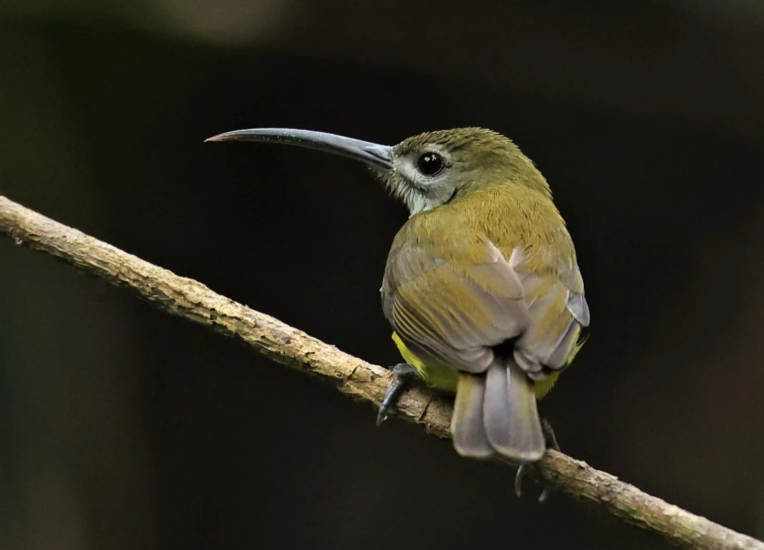 SPIDERHUNTER - LITTLE SPIDERHUNTER - Arachnothera longirostra - DOI INTHANON NP CHIANG MAI, DEC 2021 (32).JPG