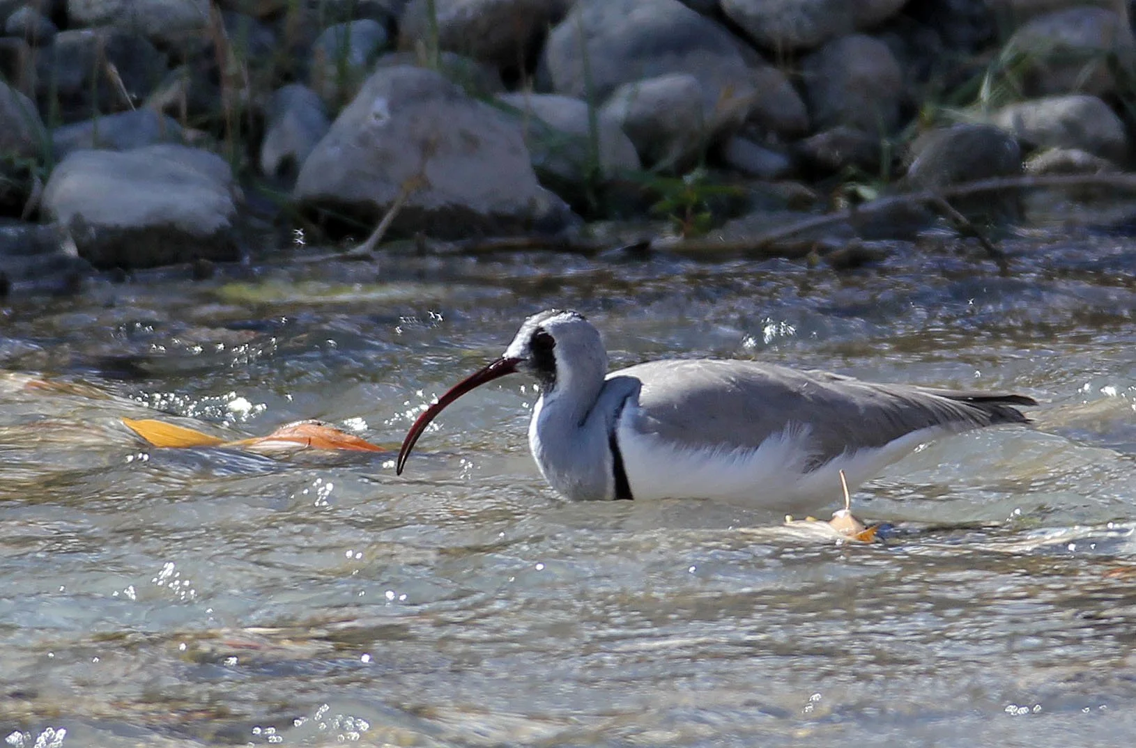BIRD - IBISBILL - HEMIS NATIONAL PARK - LADAKH INDIA - JAMMU & KASHMIR NEAR LEH (49).JPG
