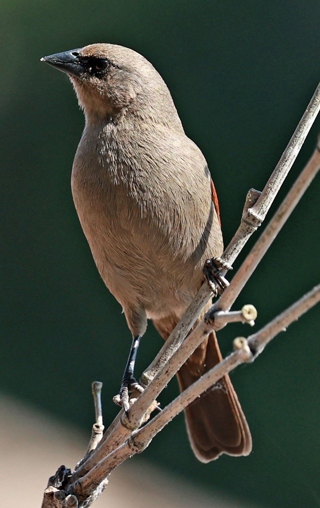 Grayish Baywing (Agelaioides badius) Pantanal - Mato Grosso, Transpantaneira M-060 (11).jpg