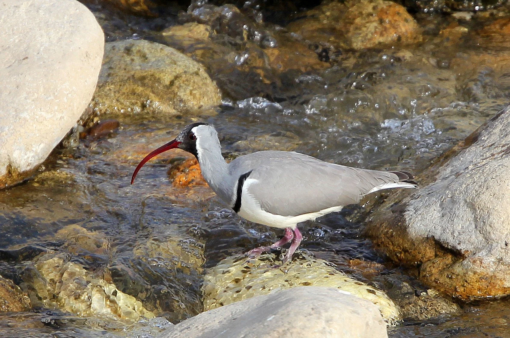 BIRD - IBISBILL - FOPING CITY, SHAANXI CHINA (34).JPG