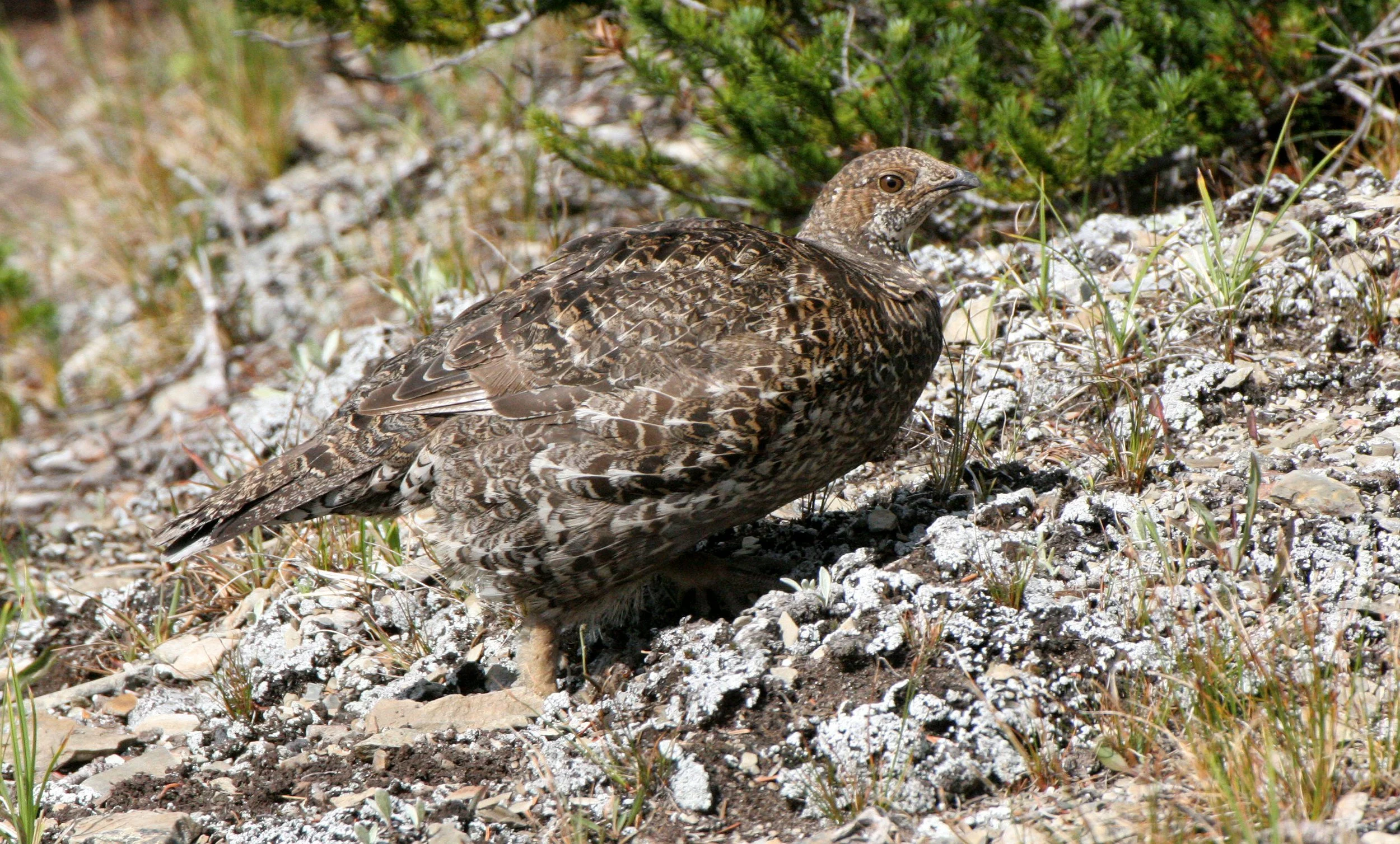 BIRD - GROUSE - BLUE-GROUSE - OLYMPIC NATIONAL PARK (4).JPG