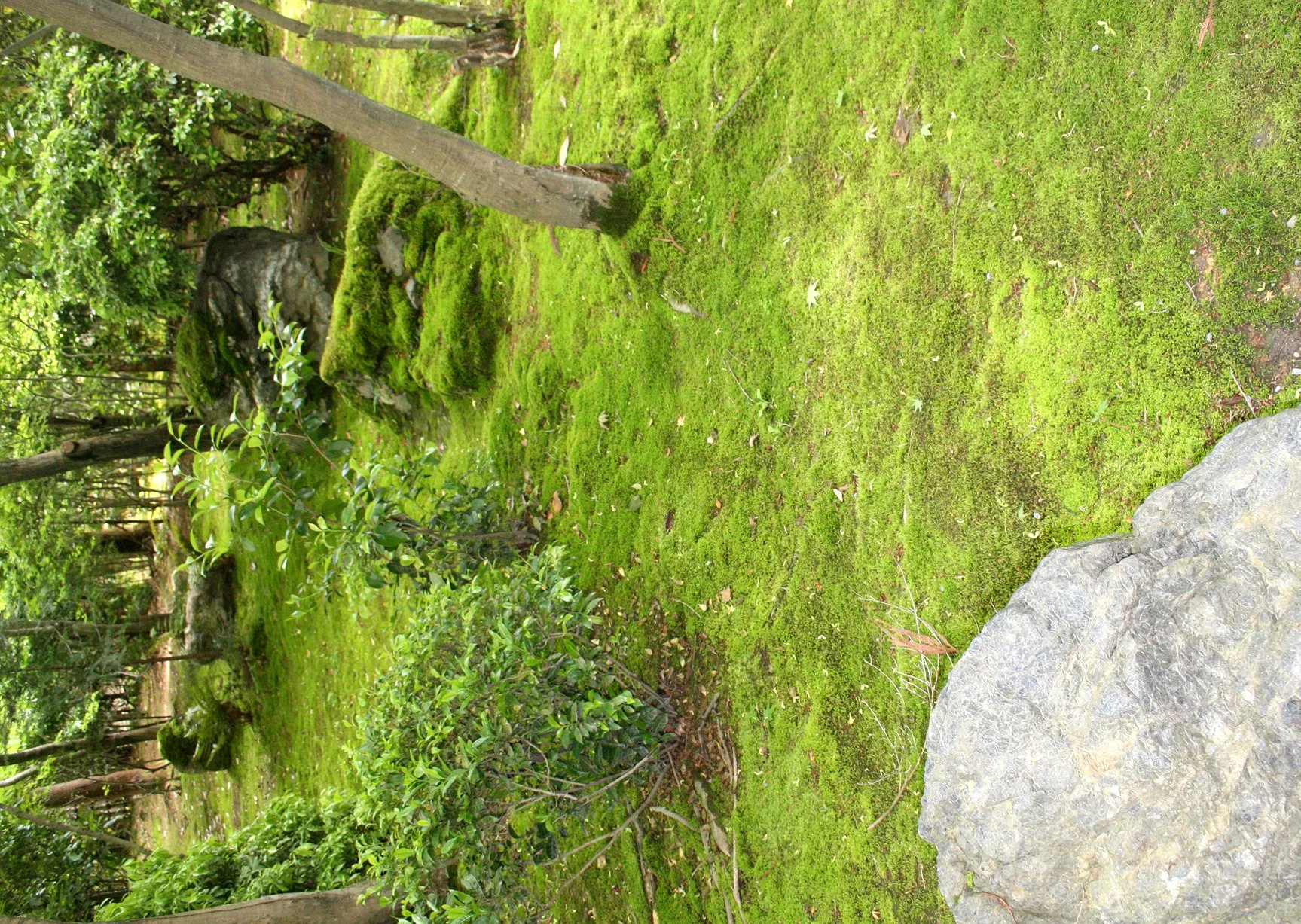 KYOTO - MAY 2009 - RYOANJI MOSS GARDENS (19).JPG