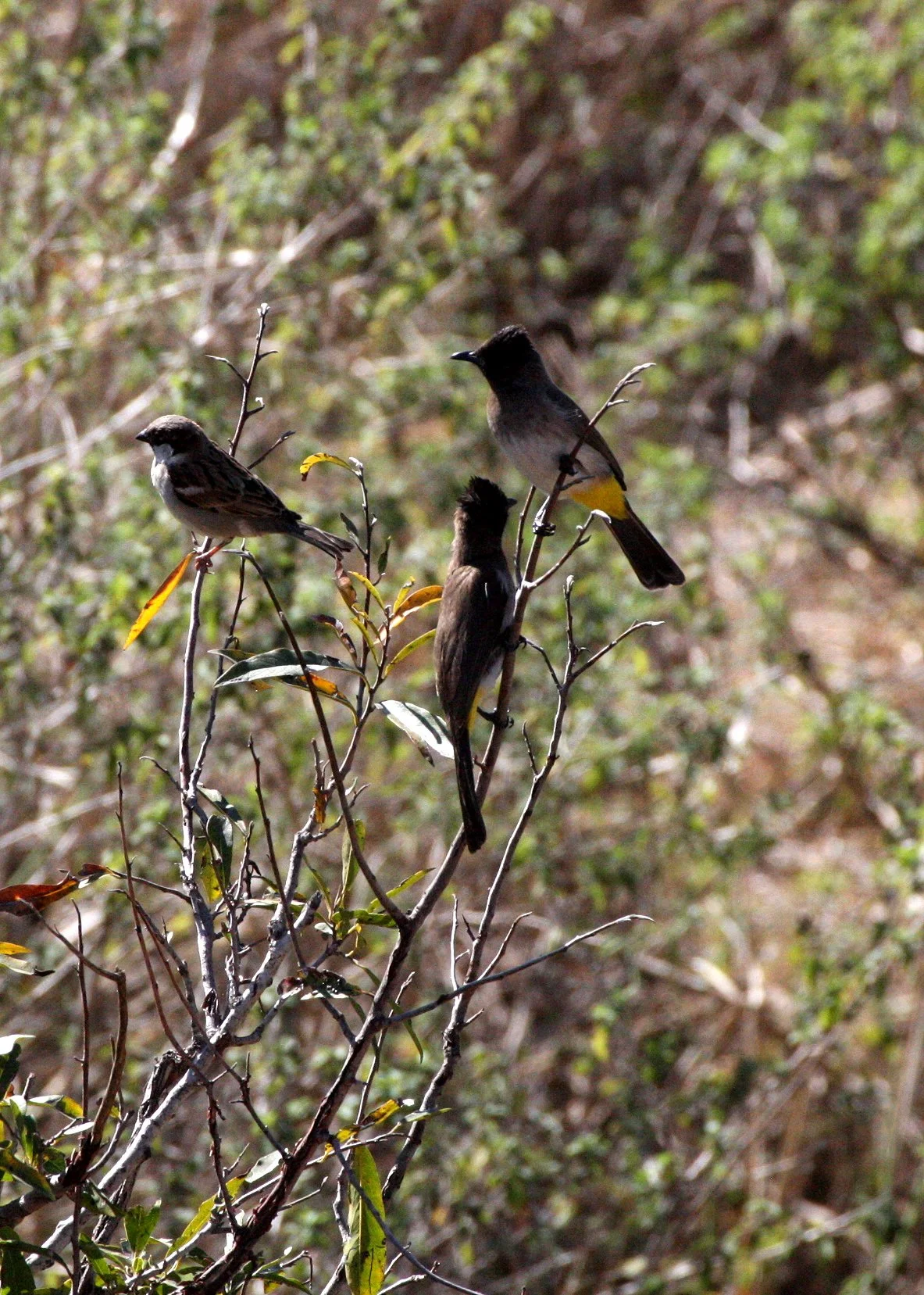 BULBUL - BLACK-EYED OR DARK-CAPPED BULBUL - Pycnonotus tricolor - WITH GREAT SPARROW - KRUGER NATIONAL PARK SOUTH AFRICA (2).JPG