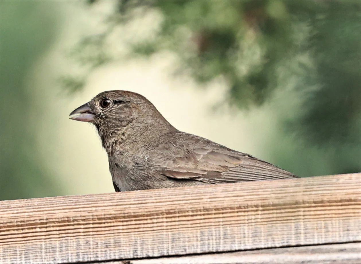 Canyon Towhee (Melozone fusca) Davis Mountains State Park Texas (1).jpg