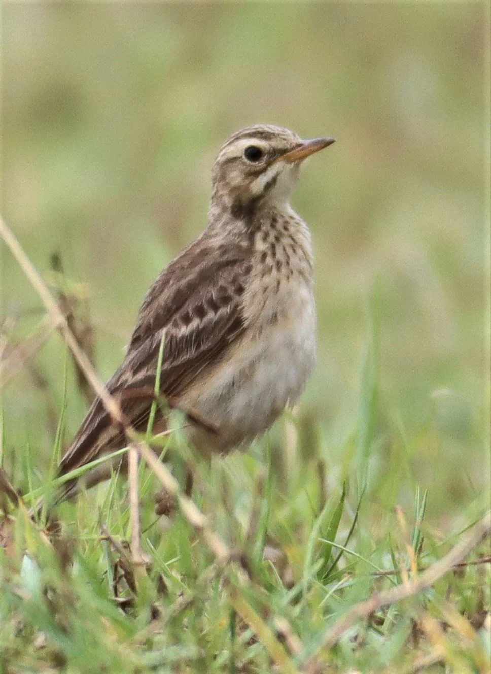 Paddyfield Pipit (Anthus rufulus) KHAO SAM ROI YOD NP (3).jpg