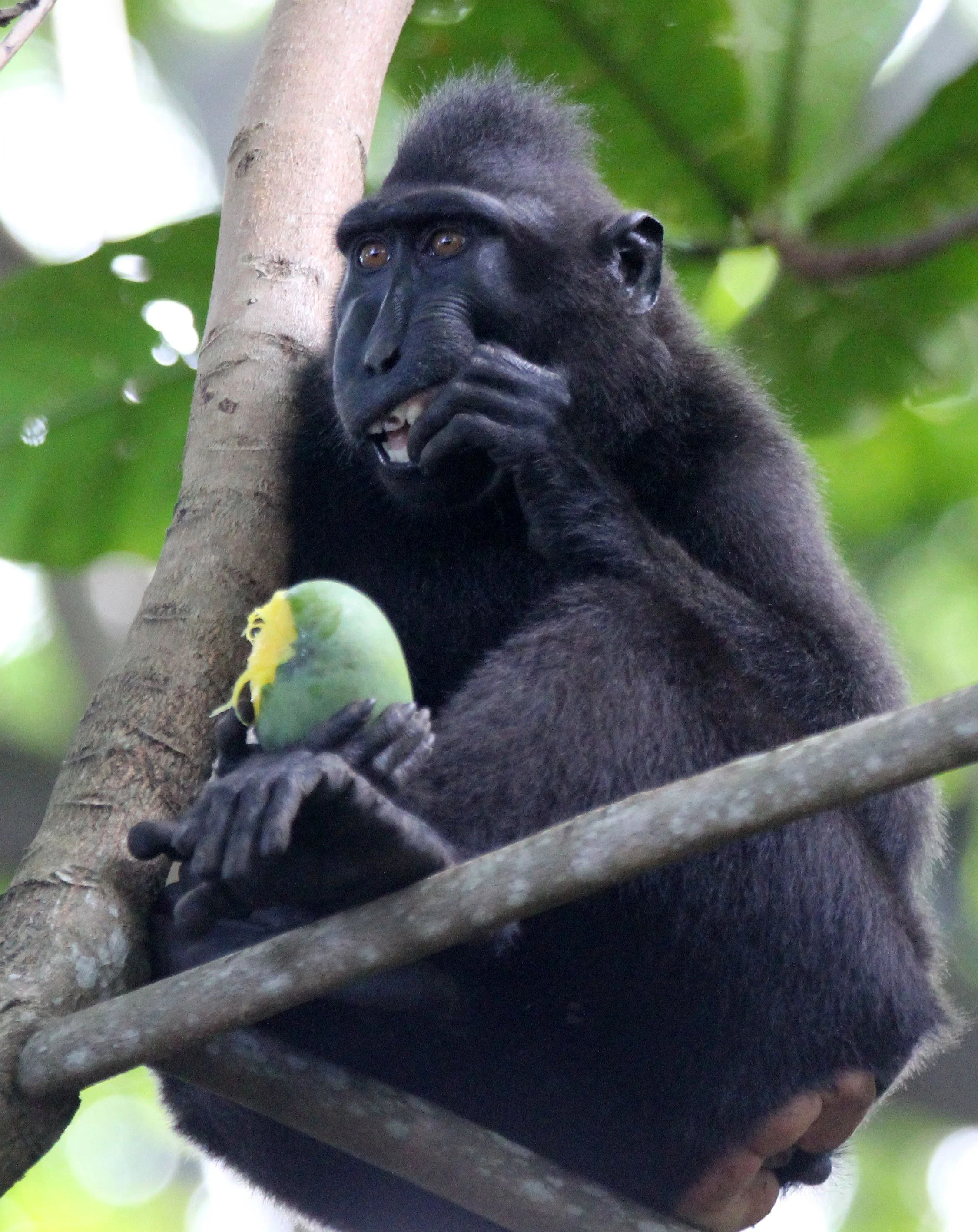 CERCOPITHECIDAE - Macaca nigra - SULAWESI BLACK-CRESTED MACAQUE - TANGKOKO NATIONAL PARK SULAWESI INDONESIA (121).JPG