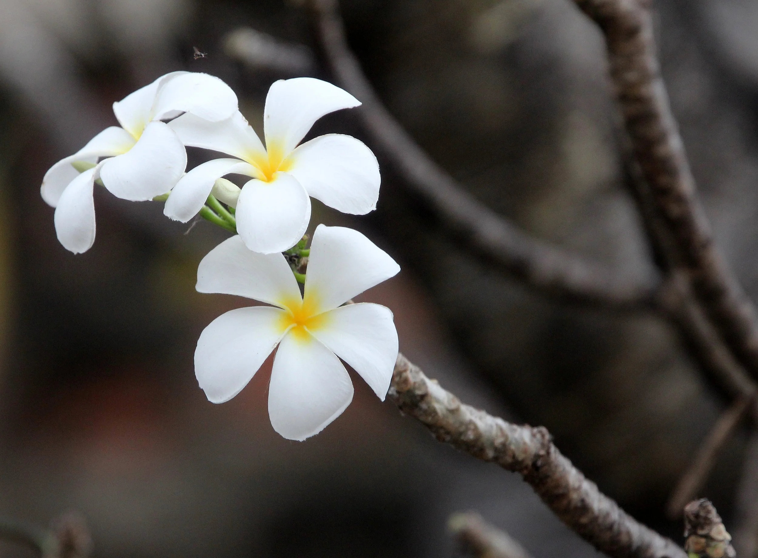 AYUTTHAYA PASSION DAY NOVEMBER 2013 (62).JPG