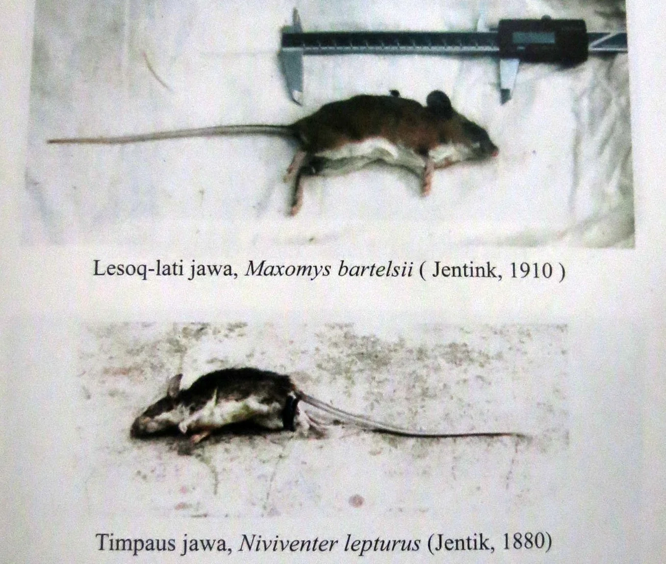 GEDE NATIONAL PARK - JAVA BARAT INDONESIA (54).JPG