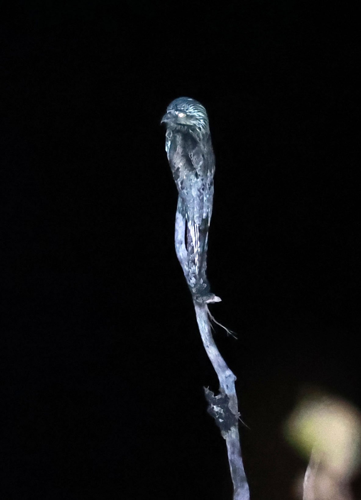 Potoo - Common Potoo - Nyctibius griseus - Emas National Park, Goias State, Brazil (13).jpg