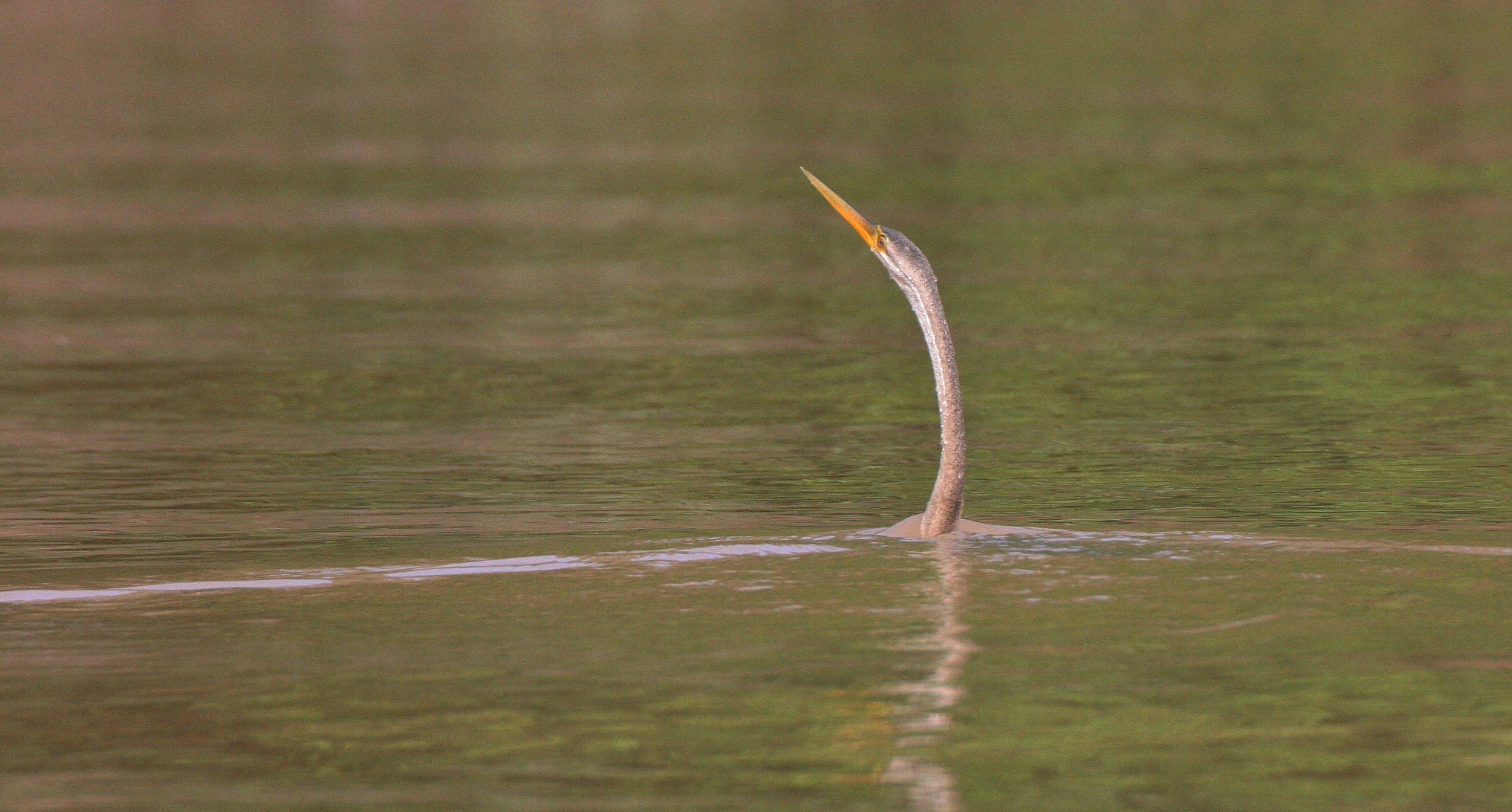BIRD - ORIENTAL DARTER - KINABATANGAN RIVER BORNEO (14).JPG