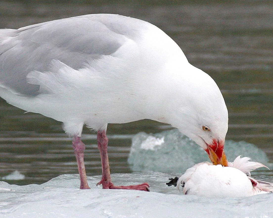 BIRD - GULL - GLAUCOUS GULL - SVALBARD (18).jpg