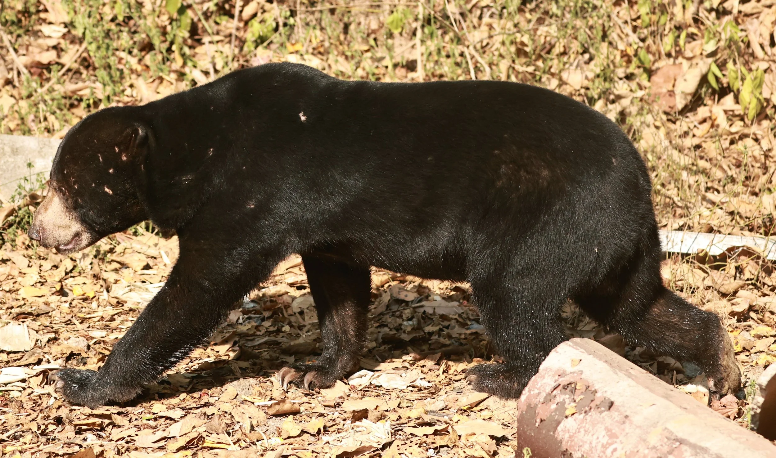 Helarctos malayanus - Malayan Sun Bear - Kaeng Krachan NP, Jan 15-18, 2024 ESS Trip (6).jpg