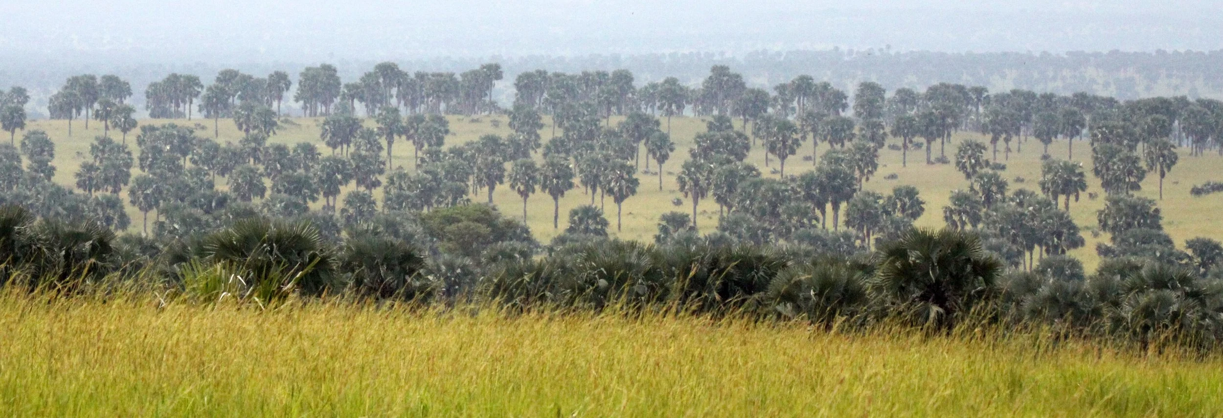 MURCHISON FALLS NP UGANDA (18).JPG