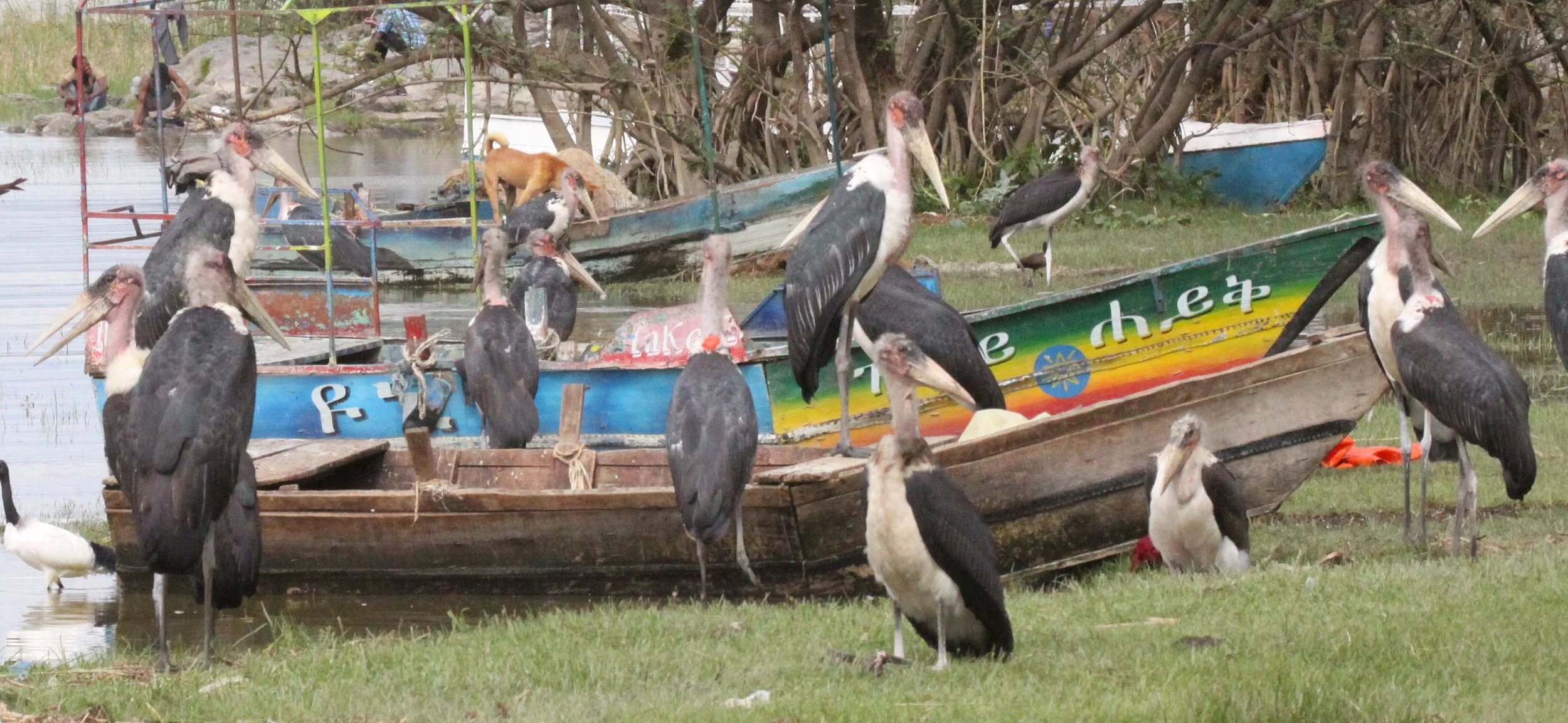 STORK - MARABOU STORK - Leptoptilos crumenifer - ZIWAY LAKE ETHIOPIA (1).JPG