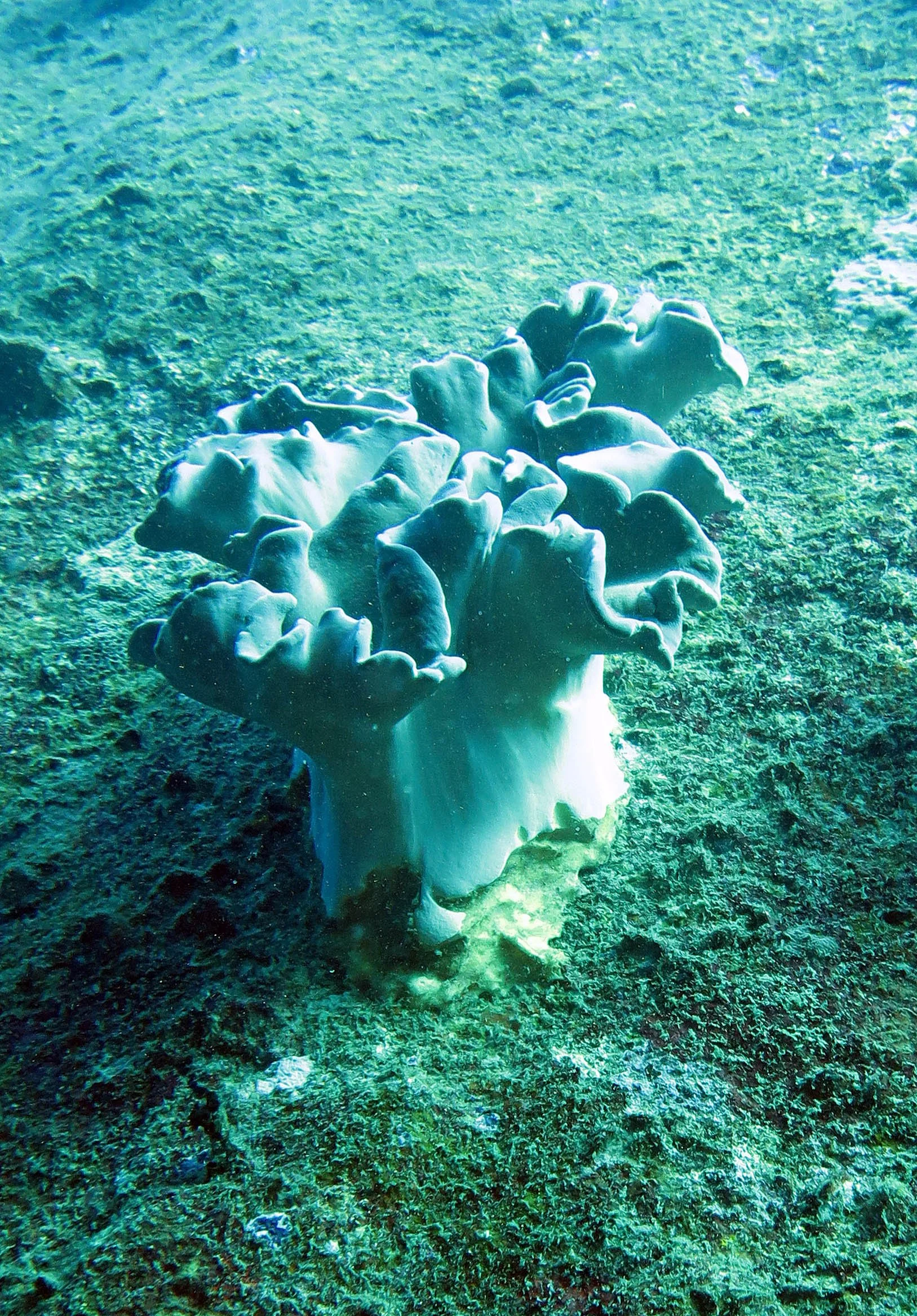 2014 Similan Islands Marine Park Thailand ISB Dive Trip (11).JPG