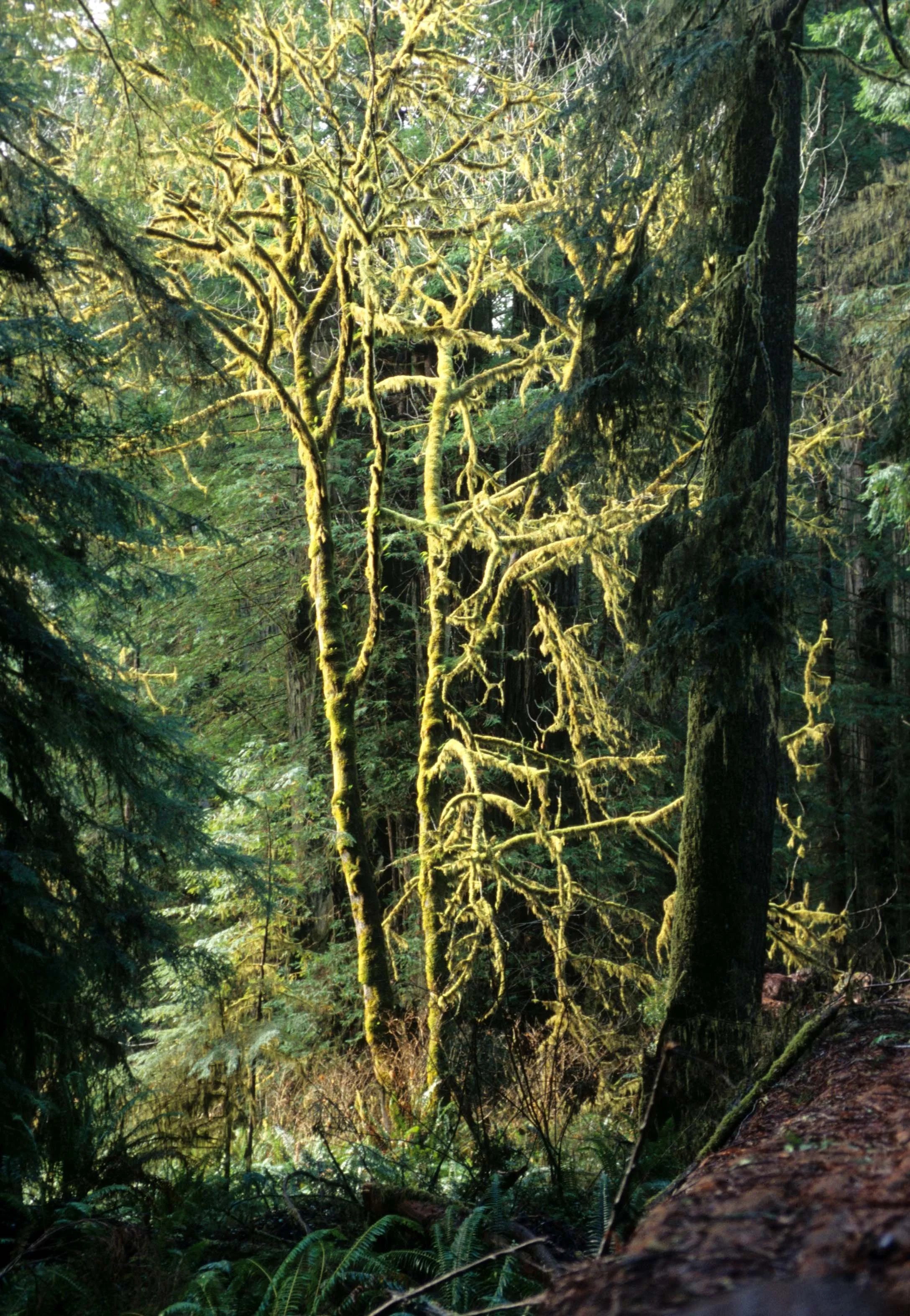 CALIFORNIA - REDWOODS NP - ACER MACROPHYLUM - BIGLEAF MAPLE.jpg