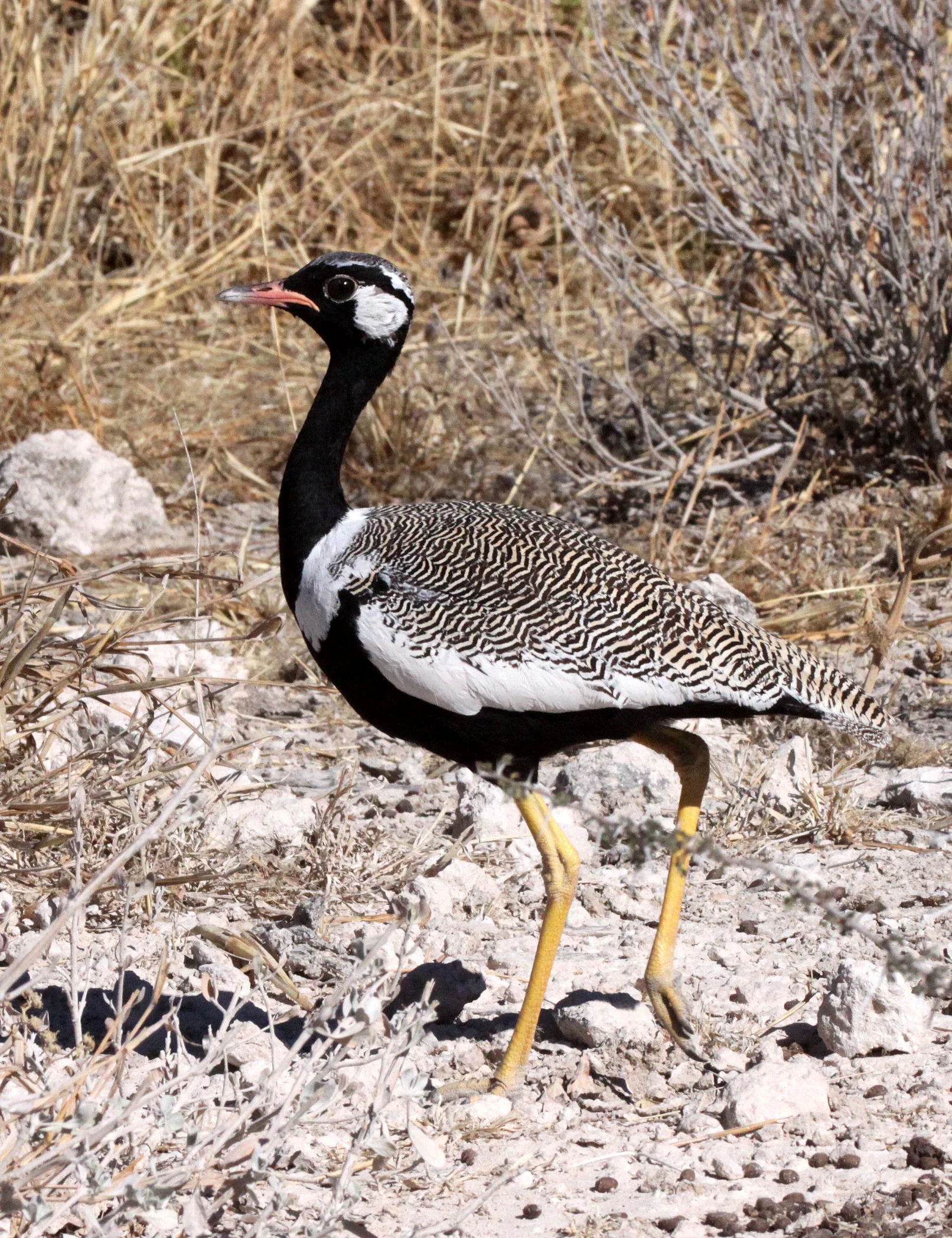 Northern Black Korhaan (Afrotis afraoides) Etosha National Park Namibia