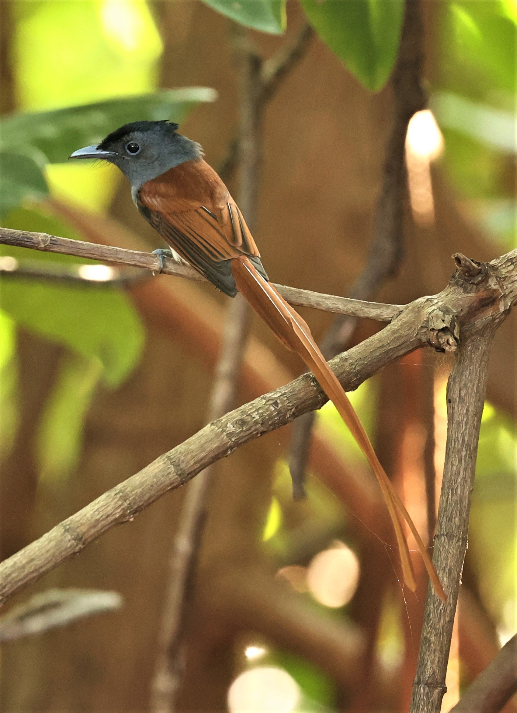 PARADISE-FLYCATCHER - BLYTH'S PARADISE-FLYCATCHER - Terpsiphone affinis - BANG PU OCT 30 2022 (26).jpg