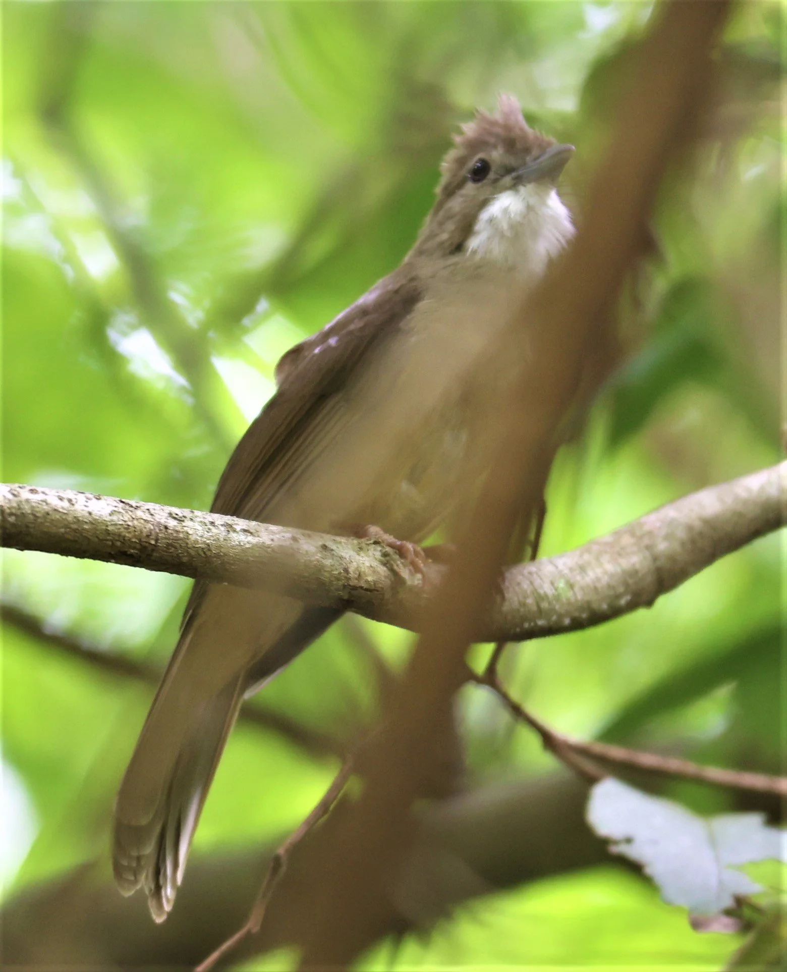 BULBUL - OCHRACEOUS BULBUL - Alophoixus ochraceus - KAENG KRACHAN NATIONAL PARK 16 OCT 2021 (1).jpg