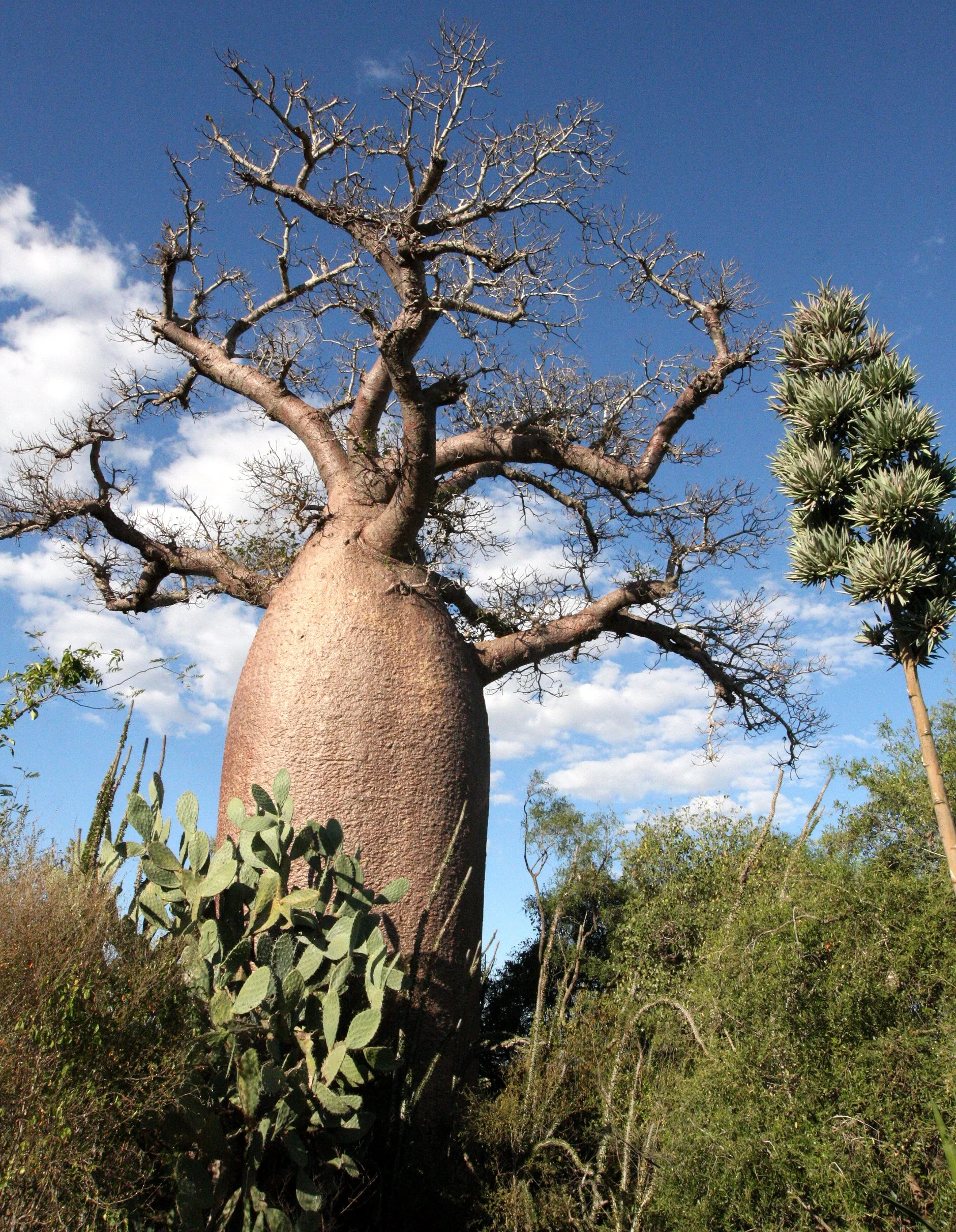 PLANT - BAOBAB - ADANSONIA RUBROSTIPA - BOTTLE BAOBAB - BERENTY RESERVE MADAGASCAR (7).JPG