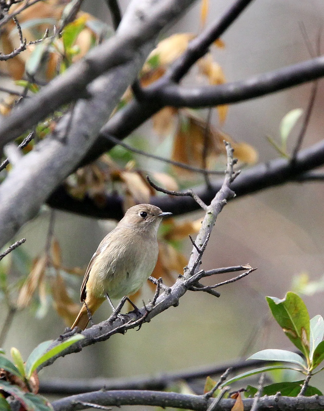BIRD - ORANGE-FLANKED BUSH ROBIN - BINJIANG FOREST PARK SHANGHAI (12).JPG