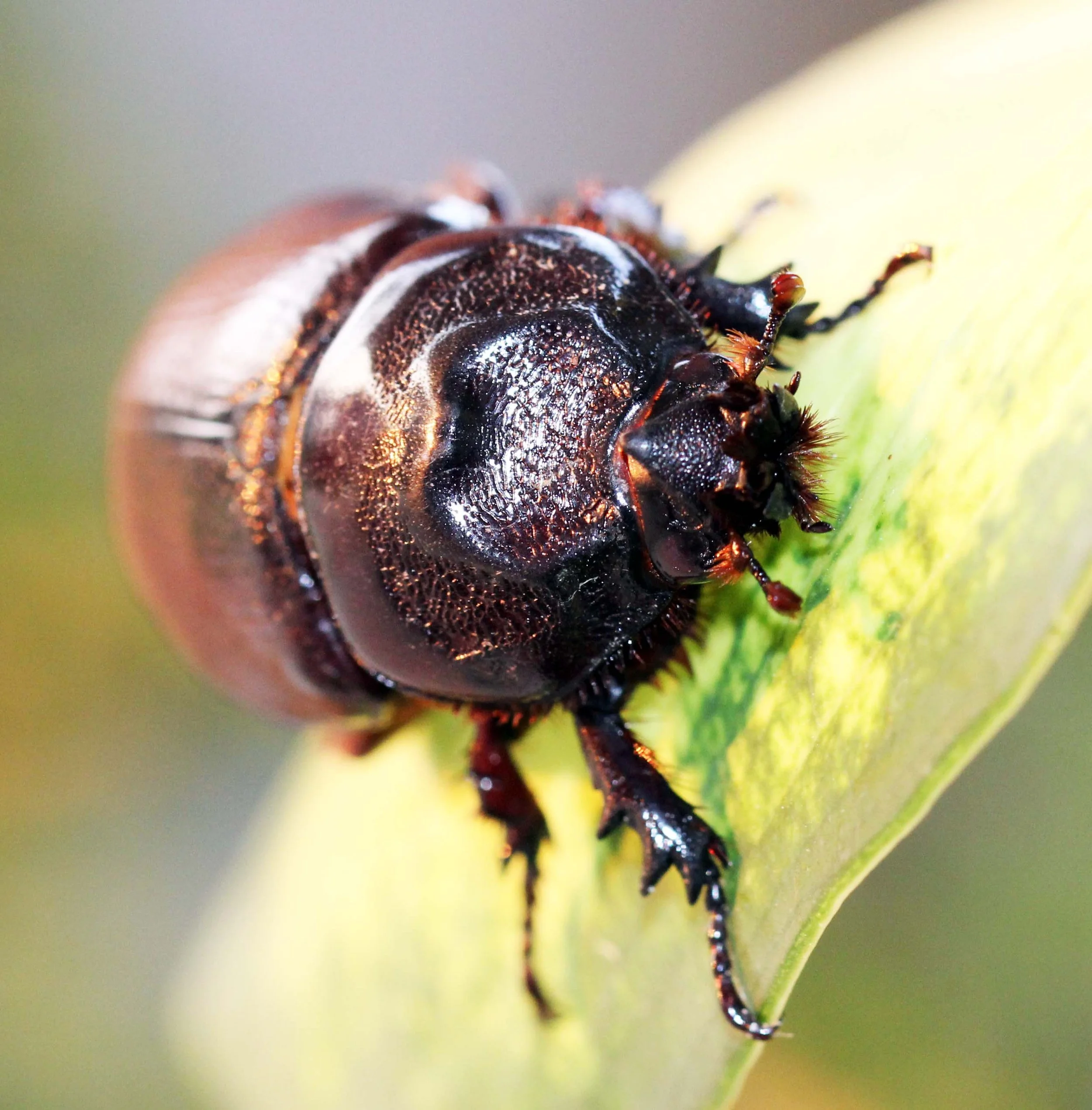 Oryctes rhinoceros - Bangkok, Thailand - March 2014 (32).JPG