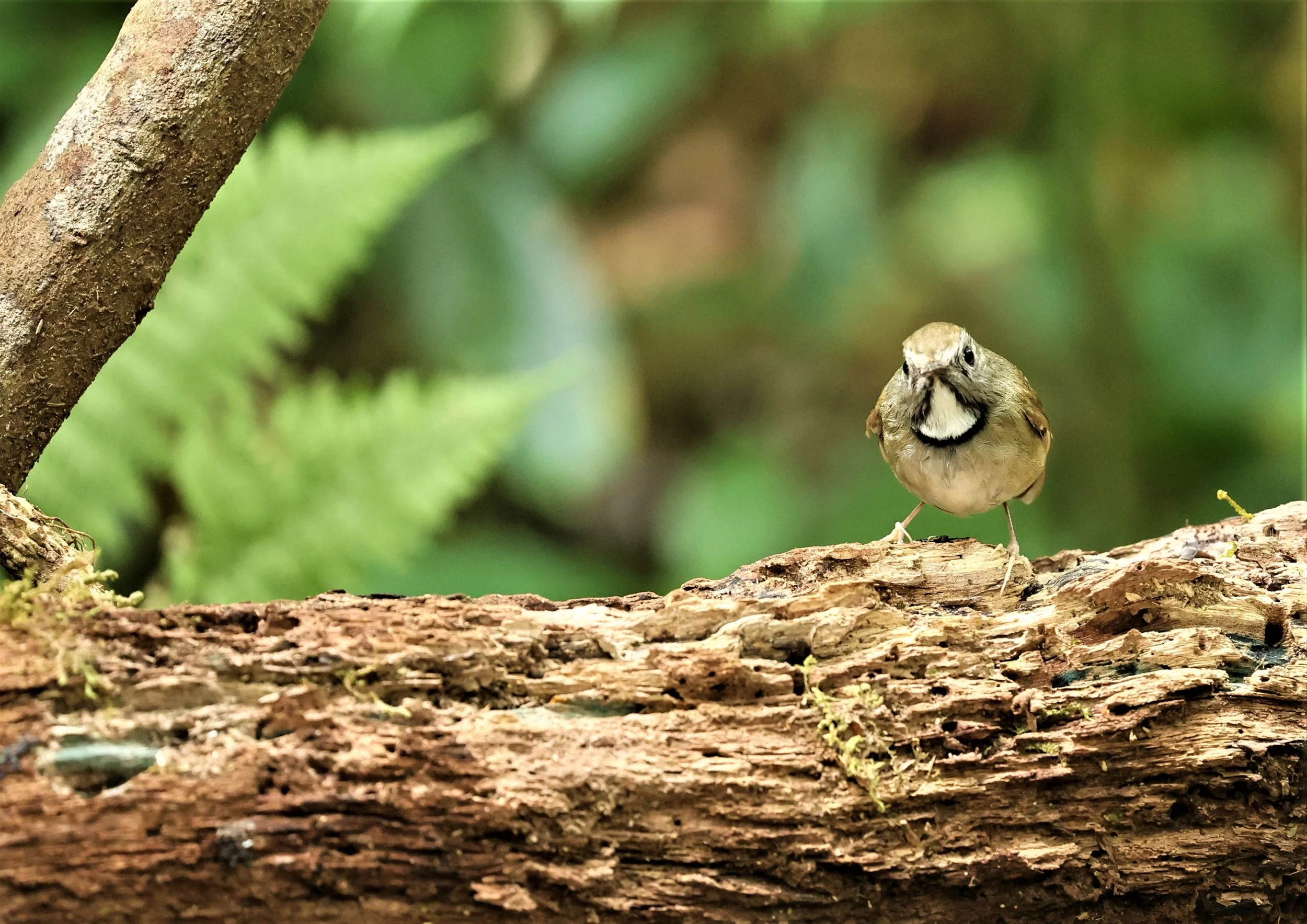 FLYCATCHER - WHITE-GORGETED FLYCATCHER - Anthipes monileger - DOI PHA HOM POK NP DOI LANG EAST FEB 2022 (15).jpg