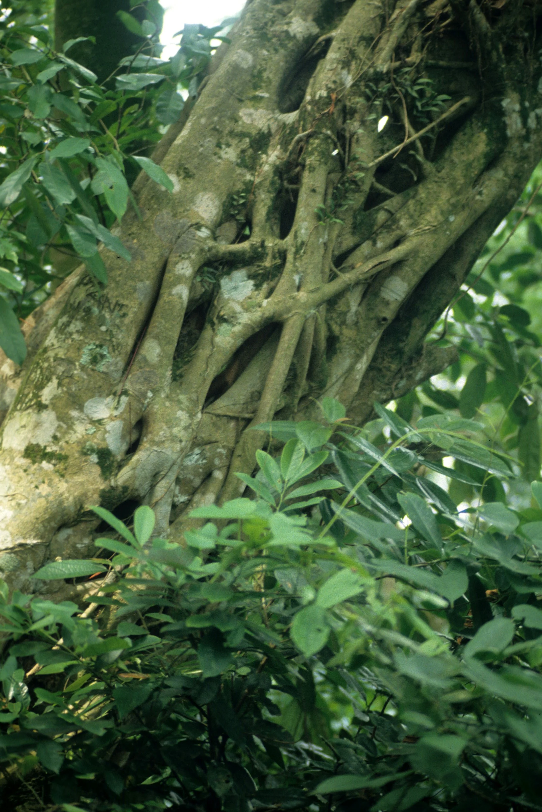CUC PHUONG NATIONAL PARK - 1994 (19).jpg