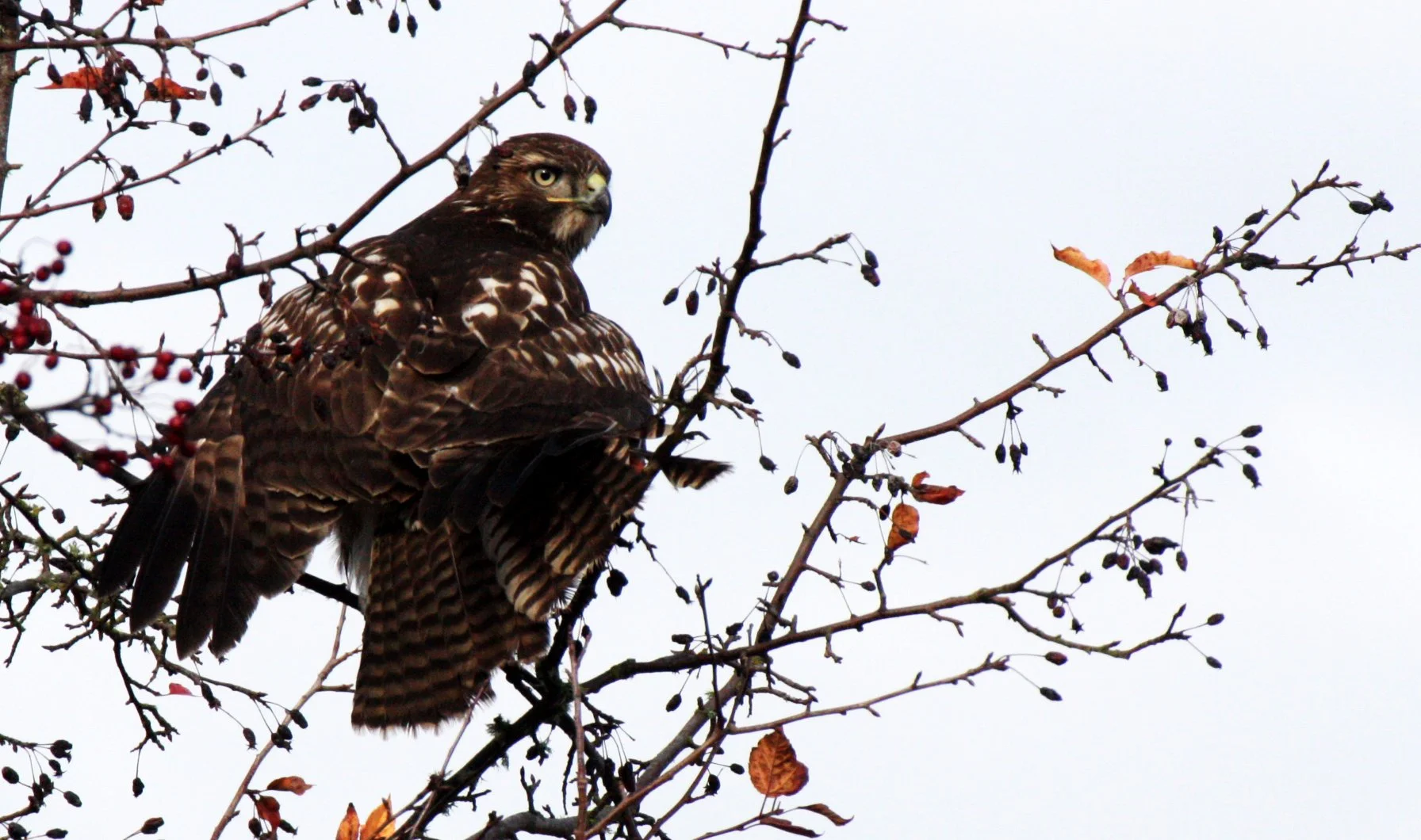 Buteo jamaicensis - RED-TAILED HAWK - JAMESTOWN WA (14).JPG