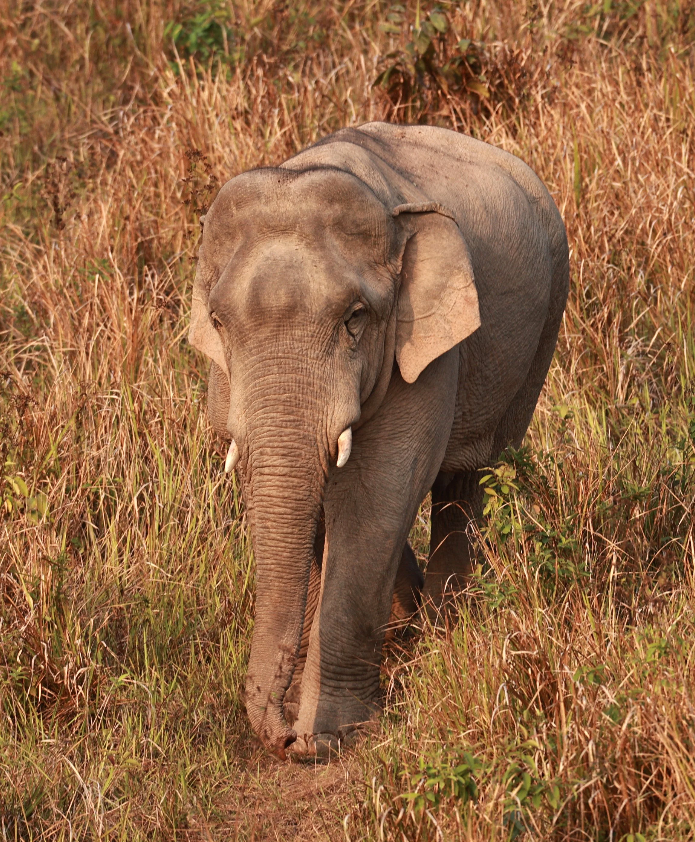 Asian Elephant (Elephas maximus) Khao Yai National Park, Thailand (37).jpg
