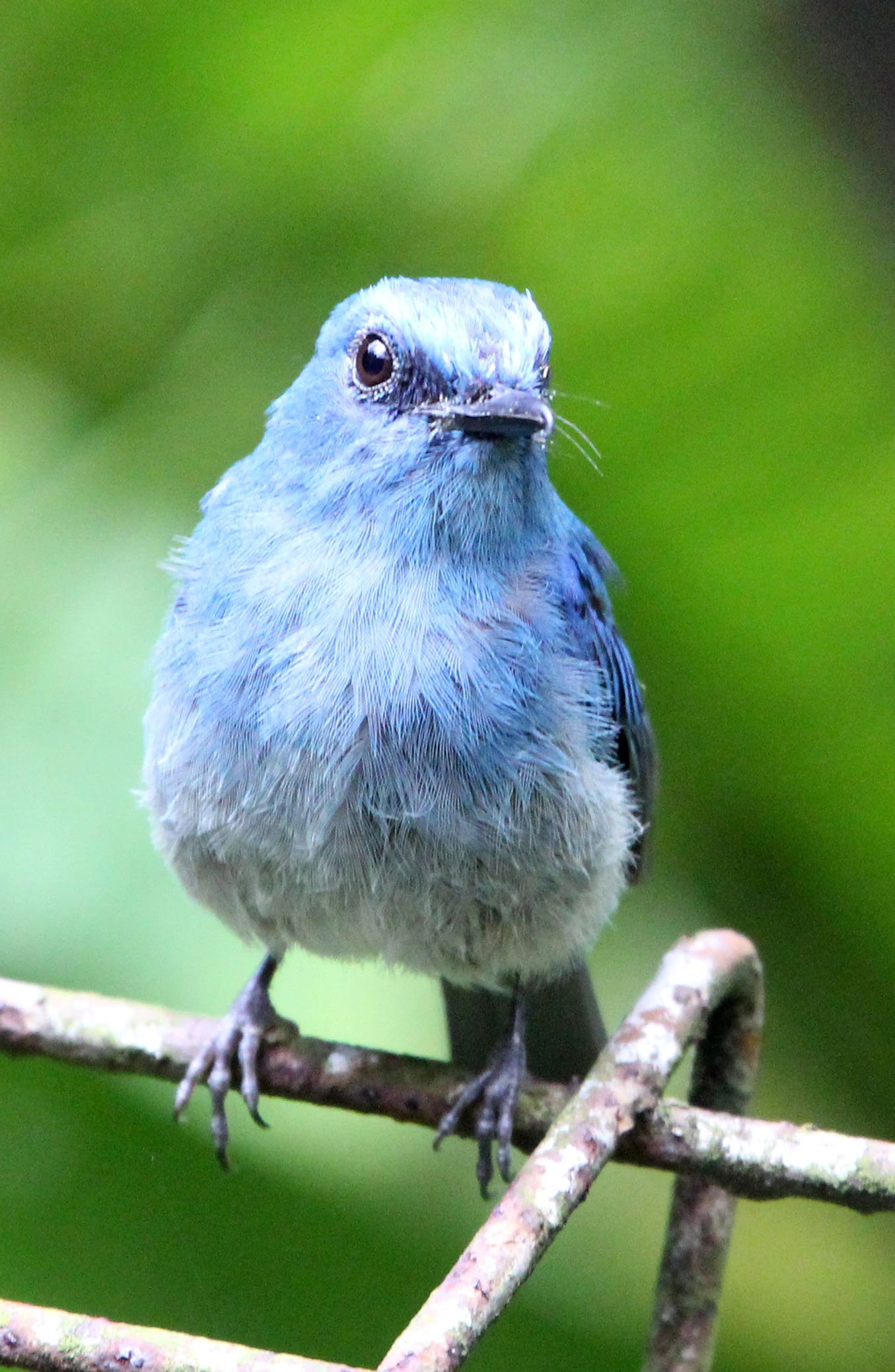 BIRD - FLYCATCHER - INDIGO FLYCATCHER - HALIMUN NATIONAL PARK JAVA BARAT INDONESIA (7).JPG