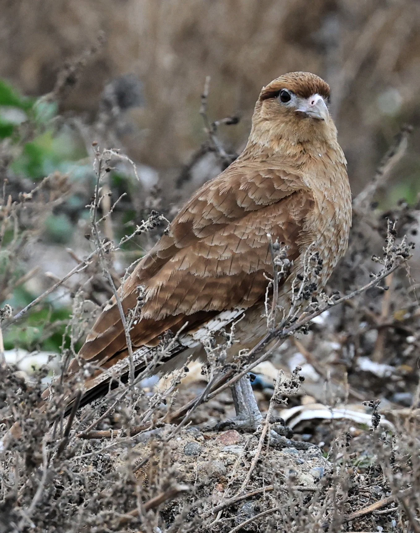 Chimango Caracara (Daptrius chimango) 