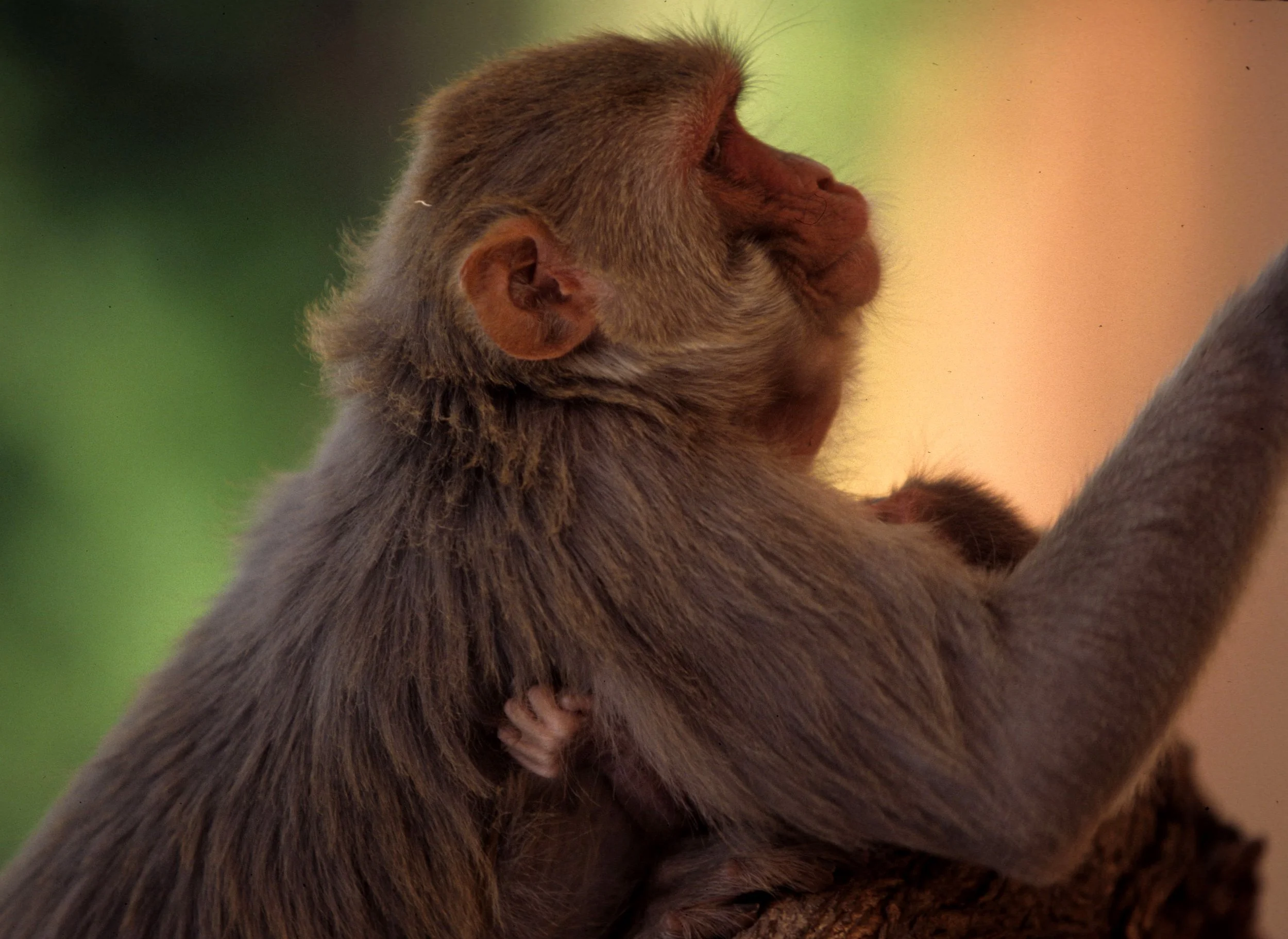 PRIMATE - MACAQUE SPECIES - CHITWAN NP NEPAL.jpg