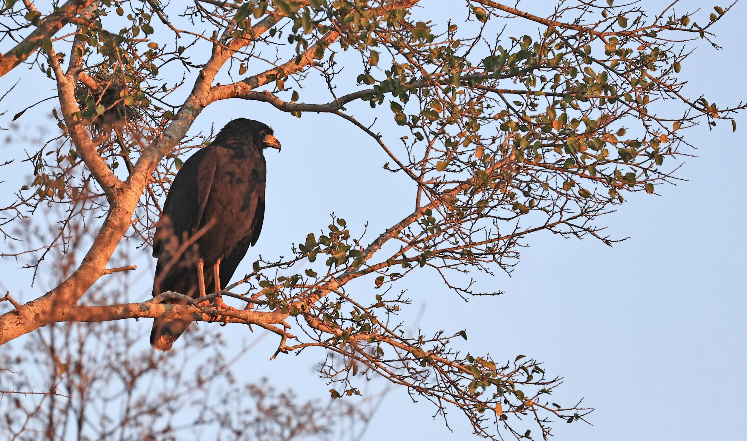Zone-tailed Hawk (Buteo albonotatus) Agua Dulce Paraguay (12).jpg