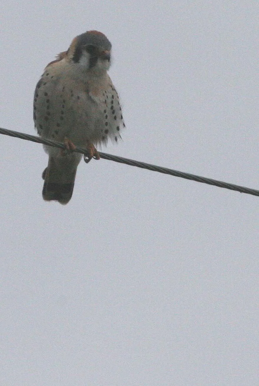 BIRD - AMERICAN KESTREL - SEQUIM WA (3).JPG