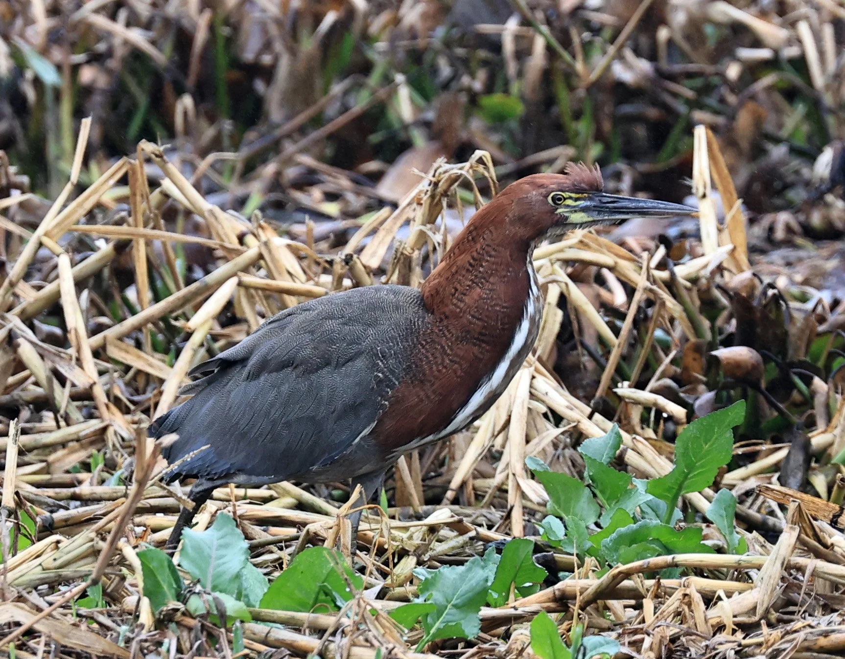 Rufescent Tiger-Heron (Tigrisoma lineatum) Reserva Natural Ceibas, Entre Rios, Argentina (10).jpg
