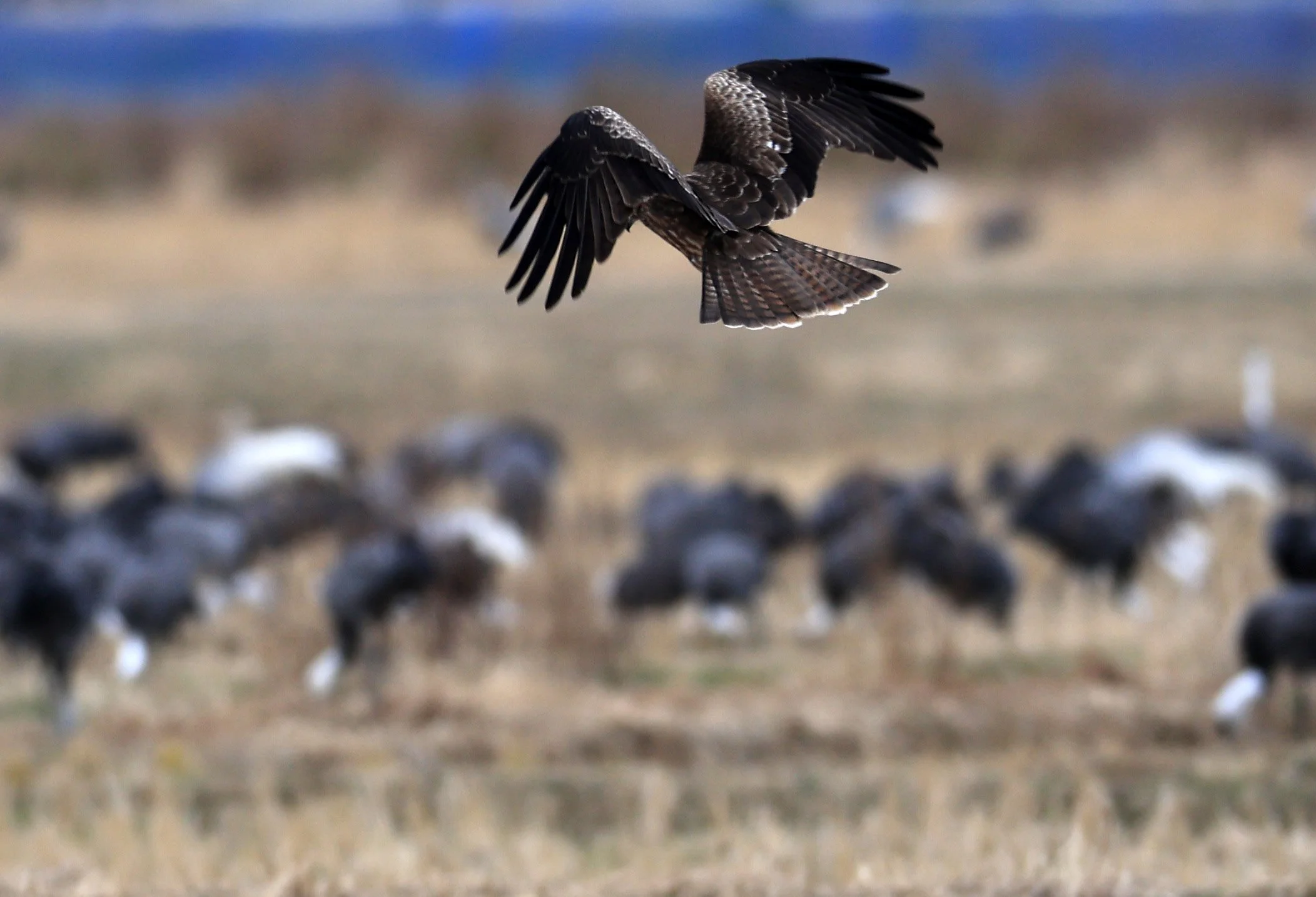 Black Kite (Milvus migrans lineatus) Izumi Crane Park & Center, Izumi Kagoshima Kyushu Japan (5).jpg