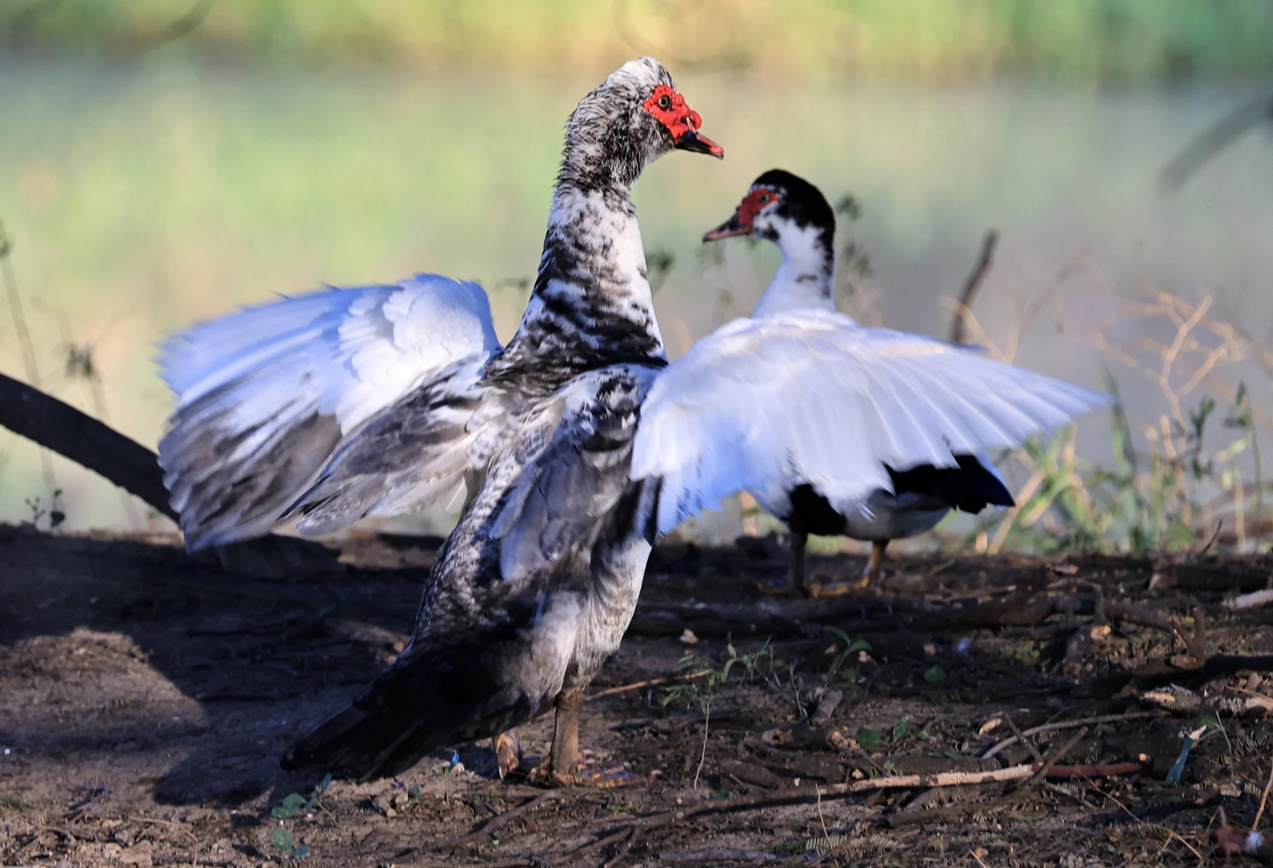 Muscovy Duck (Cairina moschata) Hotel Iparoma Campestre Paraguay (3).jpg