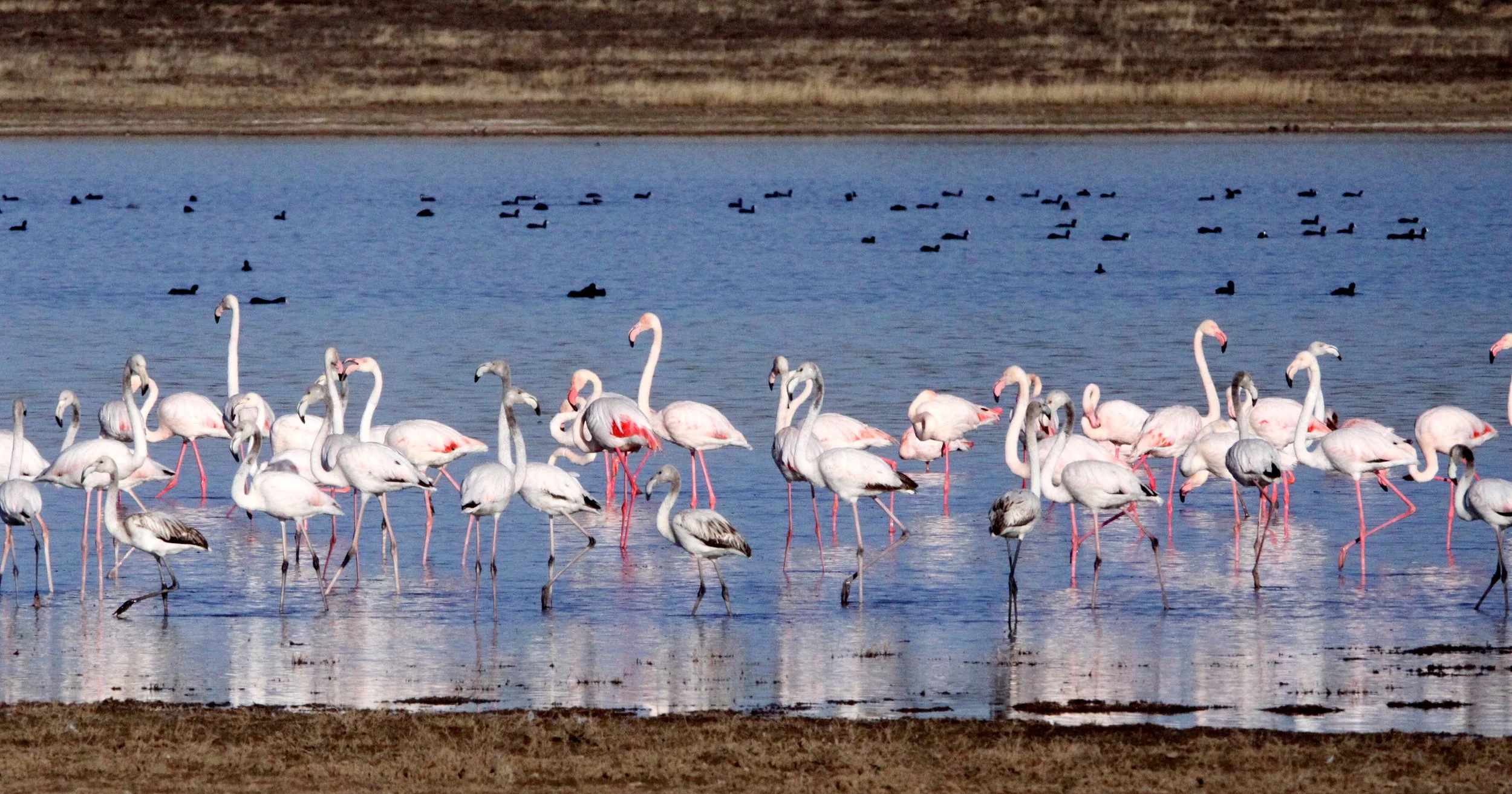 Phoenicopterus roseus - Greater Flamingo - Marrick Camp Kimberly South Africa (28).JPG