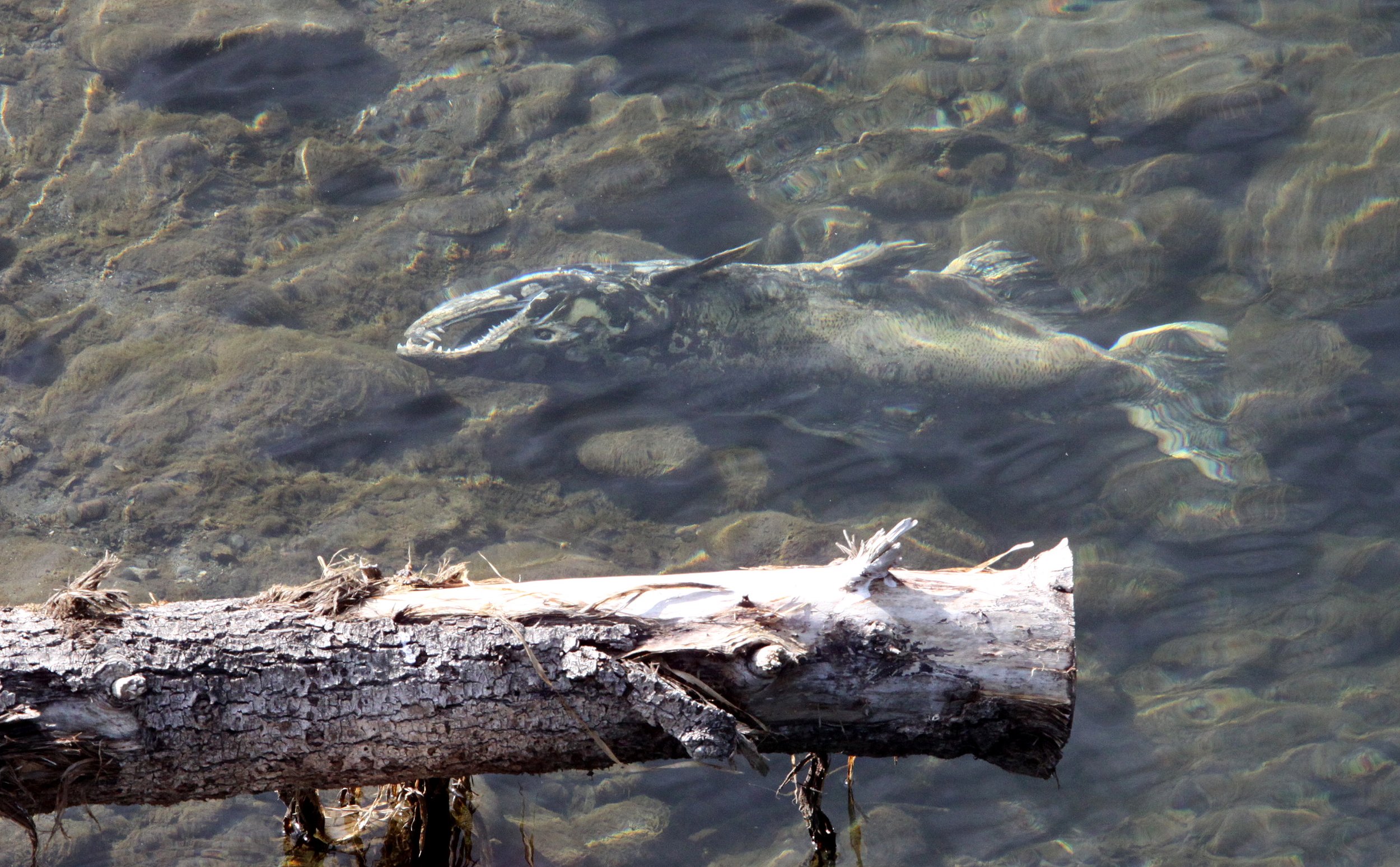 Salmonidae - Oncorhynchus kisutch - Coho Salmon - Elwha River, Olympic Peninsula - Dead corpses after breeding (4).JPG