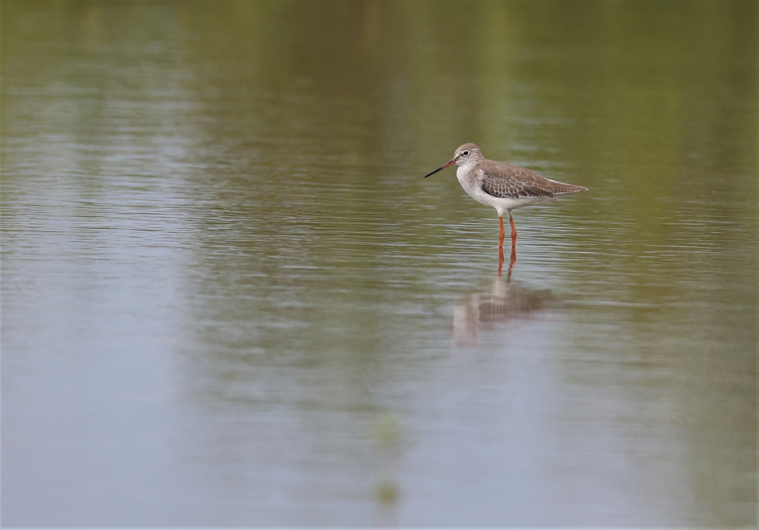 REDSHANK - COMMON REDSHANK - Tringa totanus - BANG PAKONG SALT PANS CHACHOENGSAO WEST OF RIVER (7).jpg