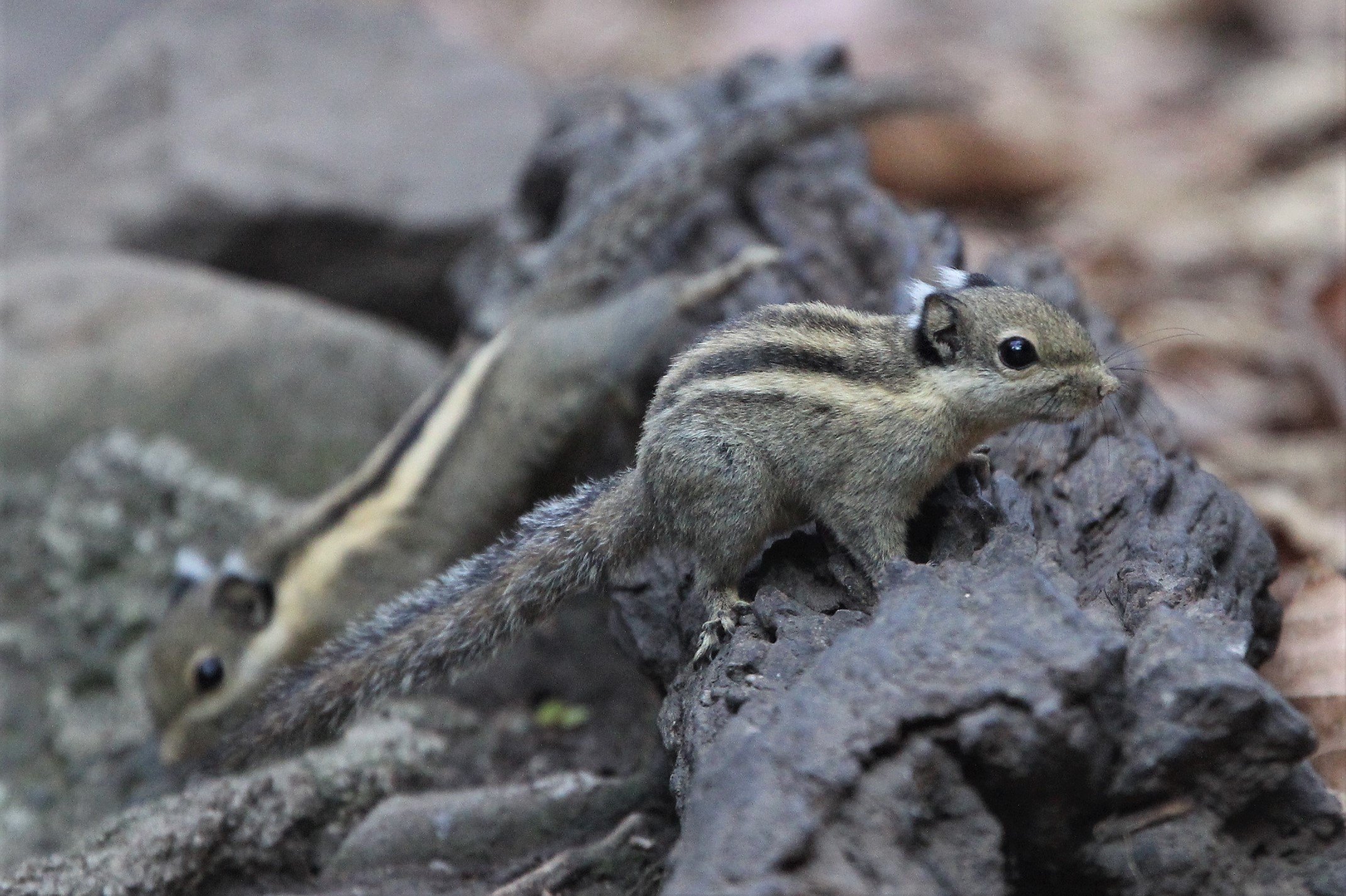 Tamiops mcclellandii - WESTERN STIPED SQUIRREL - LUNG SIN HIDE, KAENG KRACHAN (5).jpg