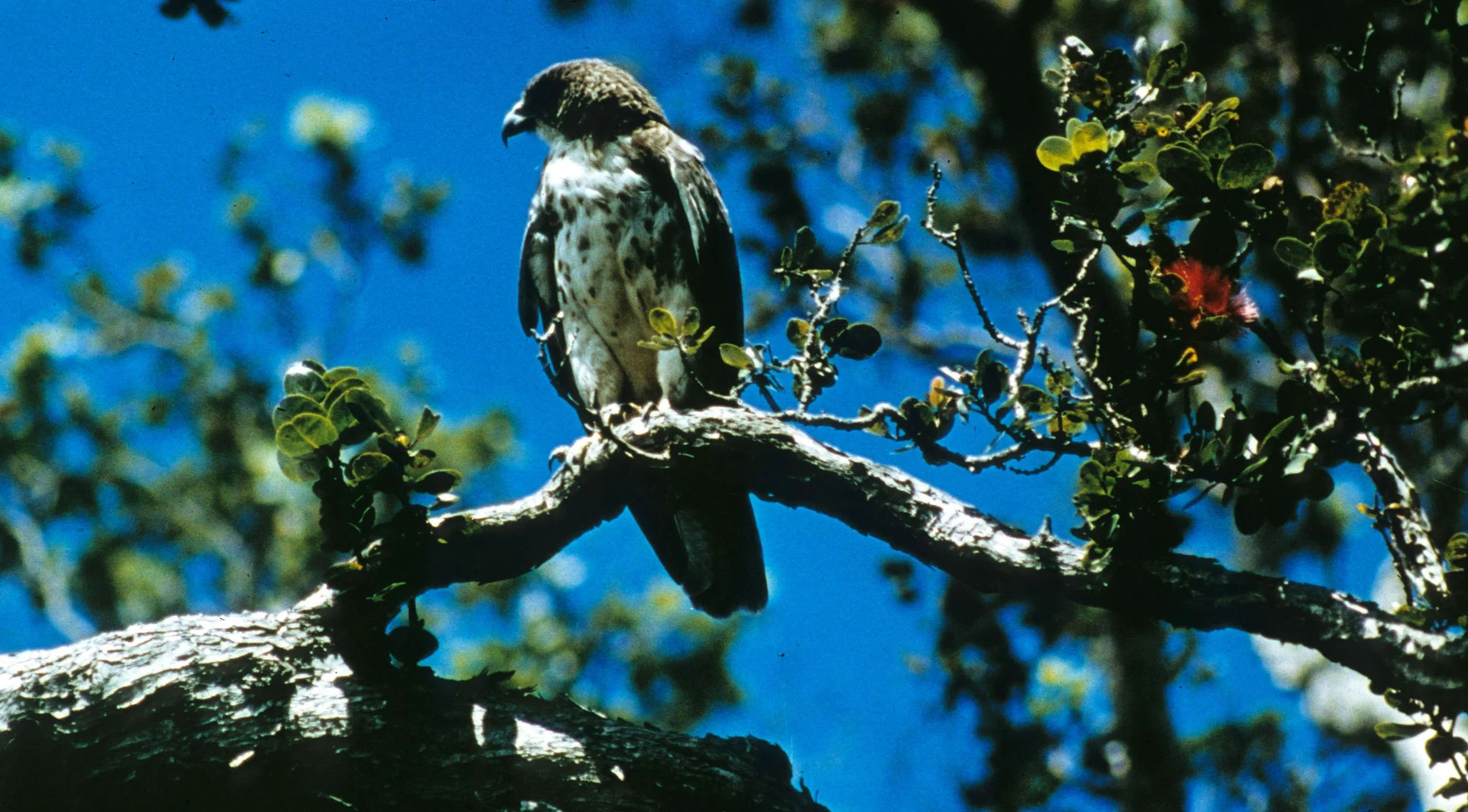 BIRD - HAWK - HAWAIIAN HAWK - BUTEO SOLITARIS.jpg
