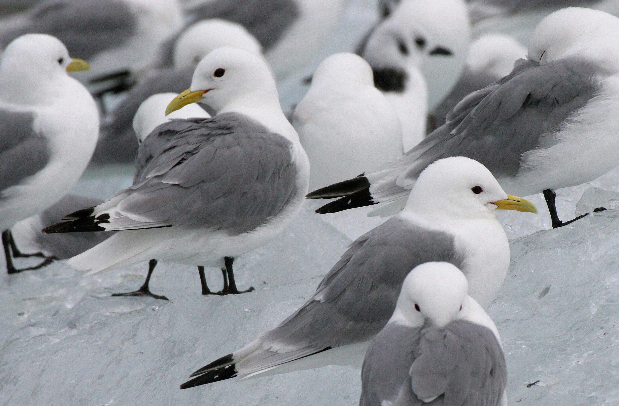 BIRD - KITTIWAKE - BLACK-LEGGED - SVALBARD (42).jpg