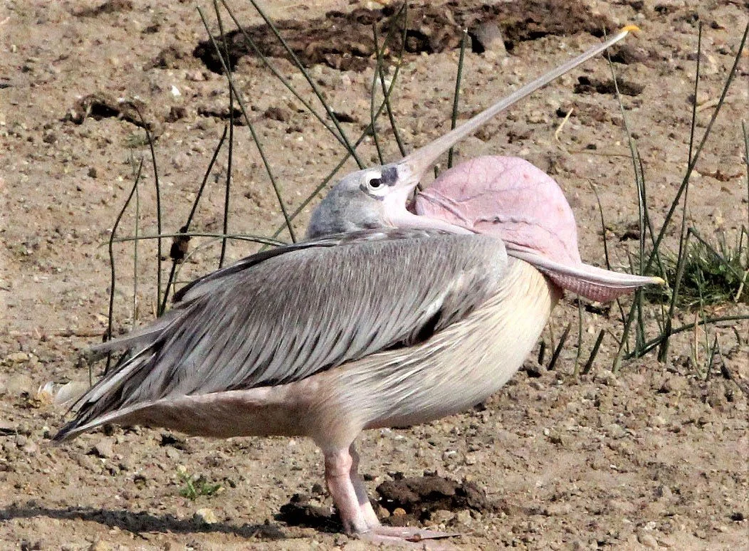 Pelecanus rufescens - PINK-BACKED PELICAN - QUEEN ELIZABETH NATIONAL PARK UGANDA (27)a.jpg