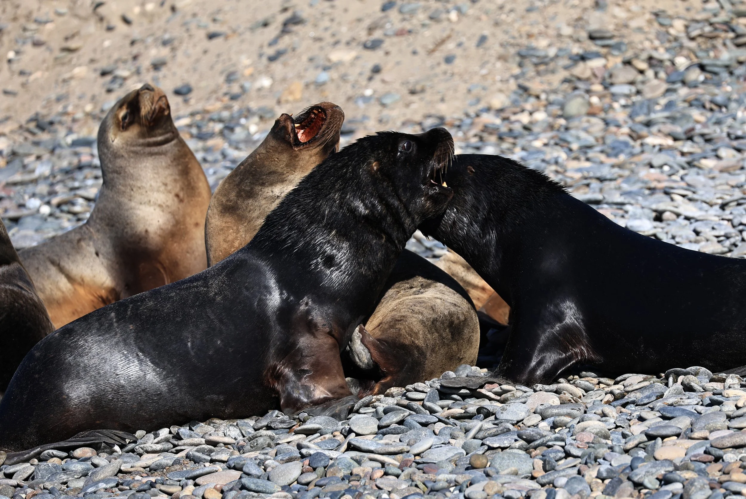 South American Sea Lion (Otaria flavescens) Puerto Rawson Argentina (18).jpg