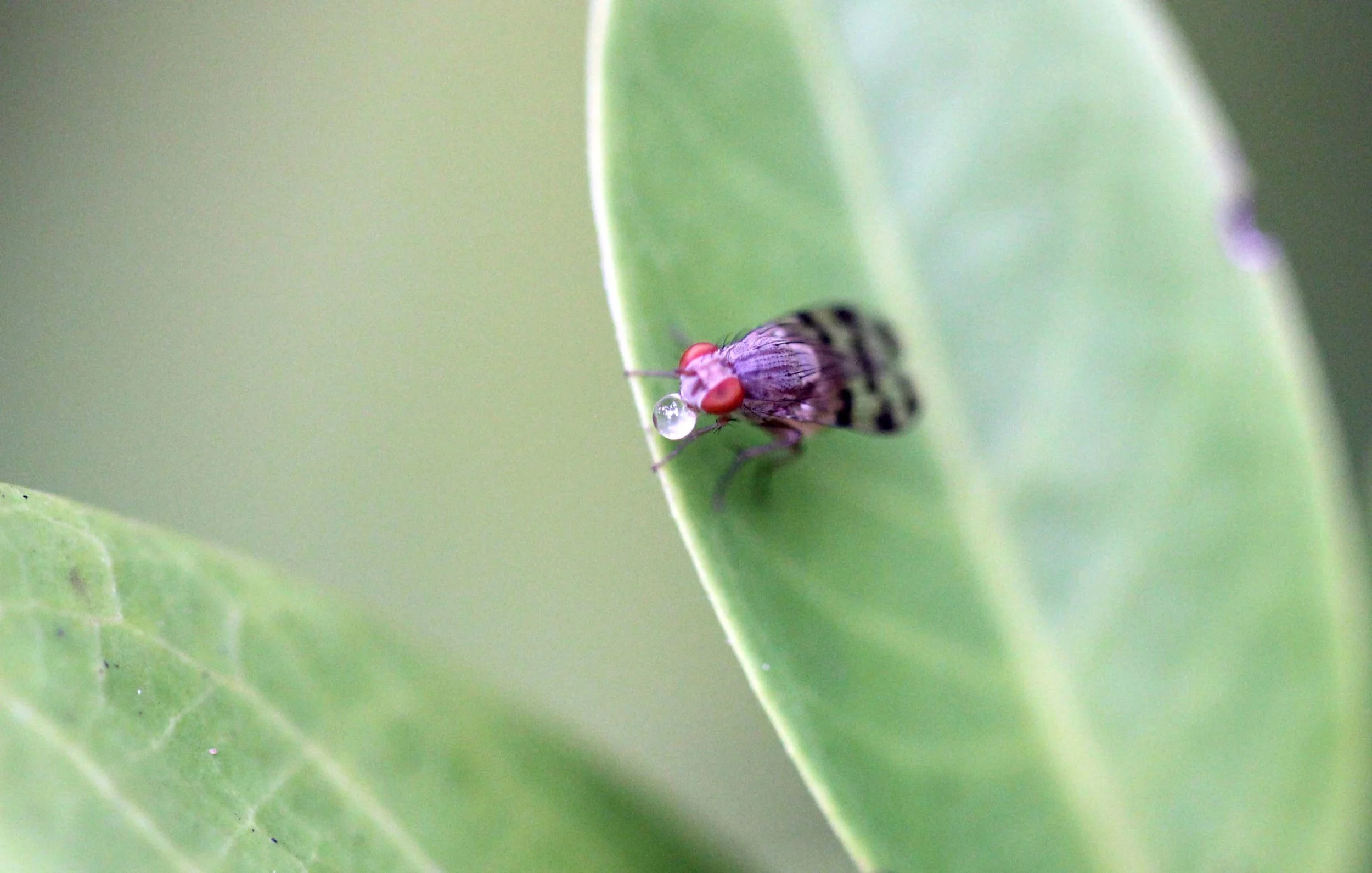 2013 in Nakhonsithammarat and some Krabi with Family (62).JPG