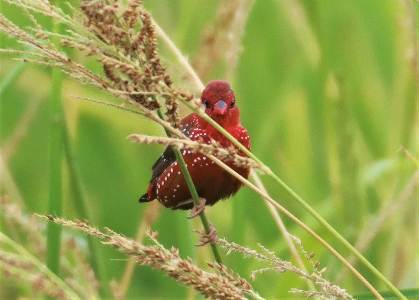 RED AVADAVAT - Amandava amandava - LAD KRABANG  THAP YAO RICE FIELDS AUGUST 14 2021 (11).jpg