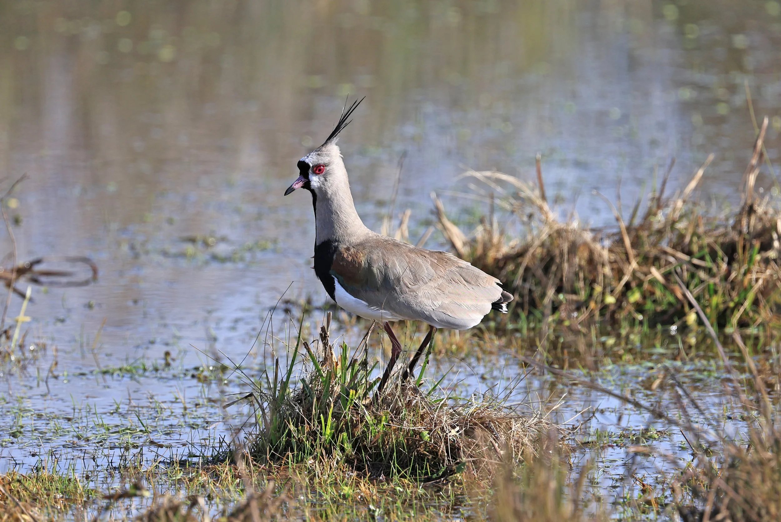 Southern Lapwing (Vanellus chilensis) El Palmar National Park, Entre Rios, Argentina (233).jpg