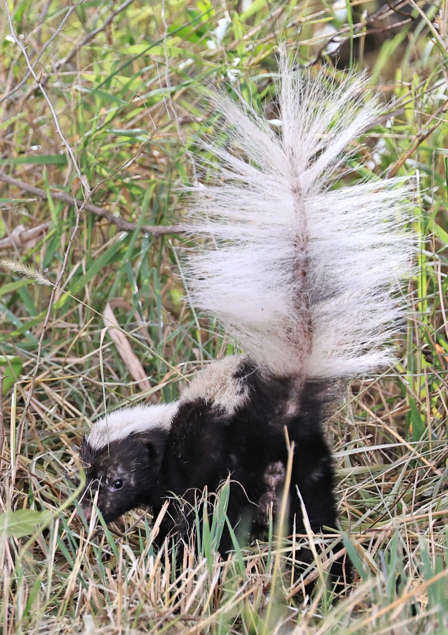 Molina's Hog-nosed Skunk (Conepatus chinga) Estancia Campo'i Paraguay  (3).jpg